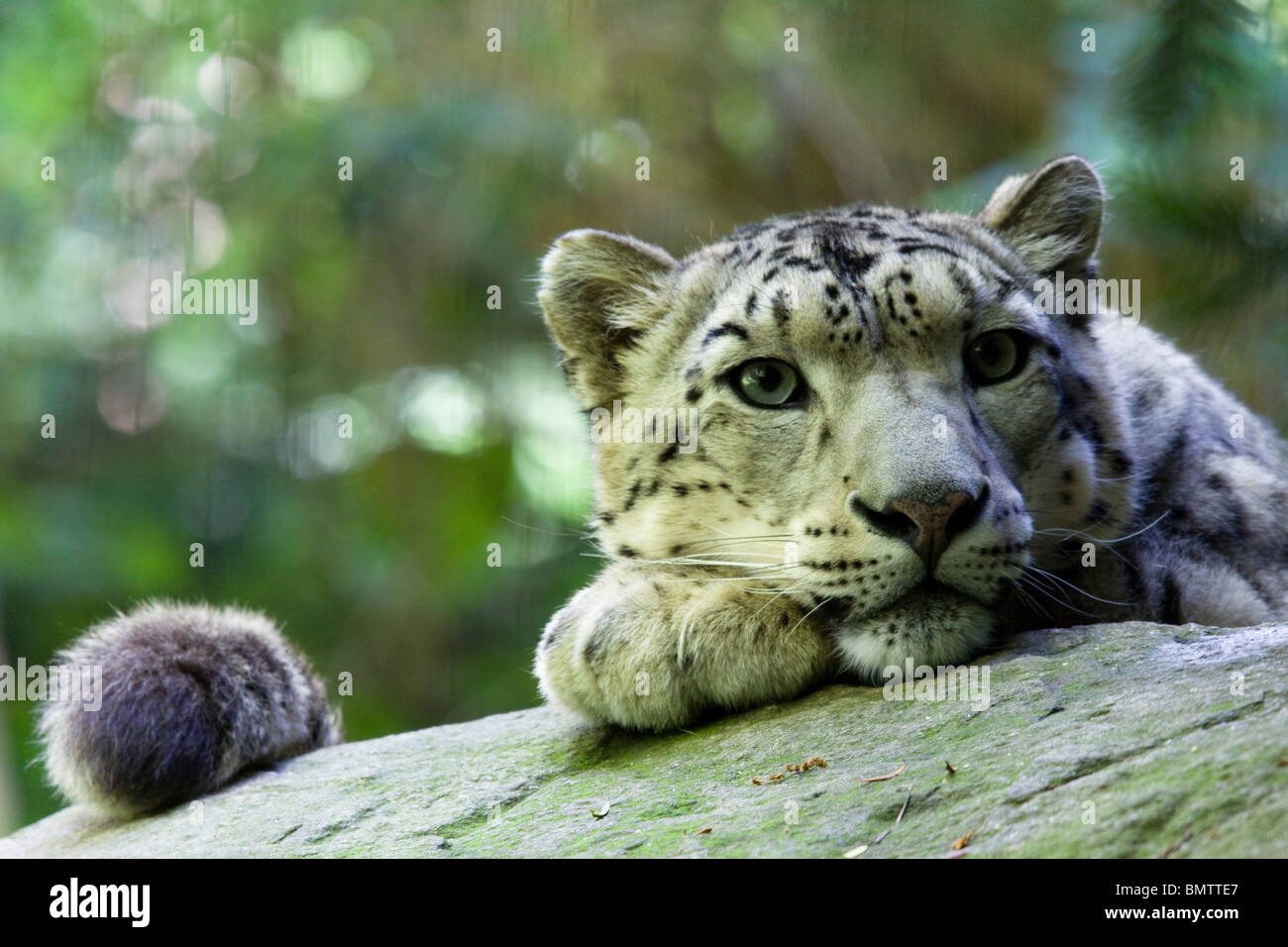 Snow Leopard, Bronx Zoo Foto Stock