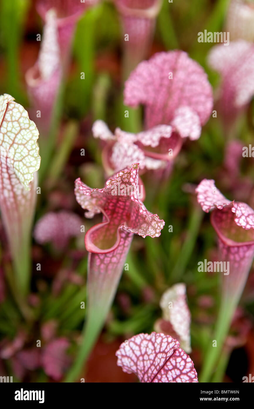 Pianta carnivora, fiori, hobby, giardinaggio, verde natura Foto Stock