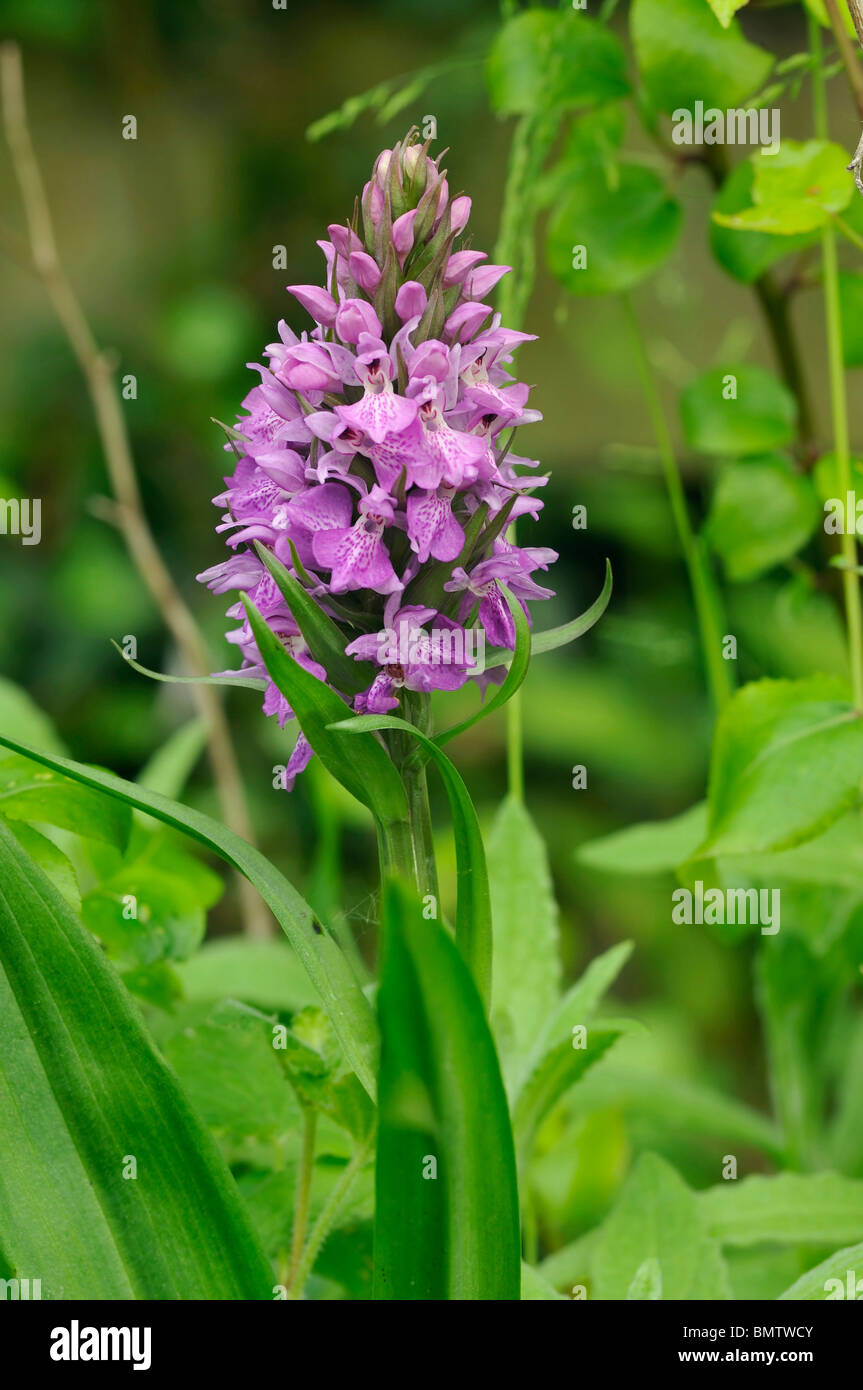 La palude del sud - orchidea Dactylorhiza Praetermissa Closeup nelle praterie umide habitat Foto Stock