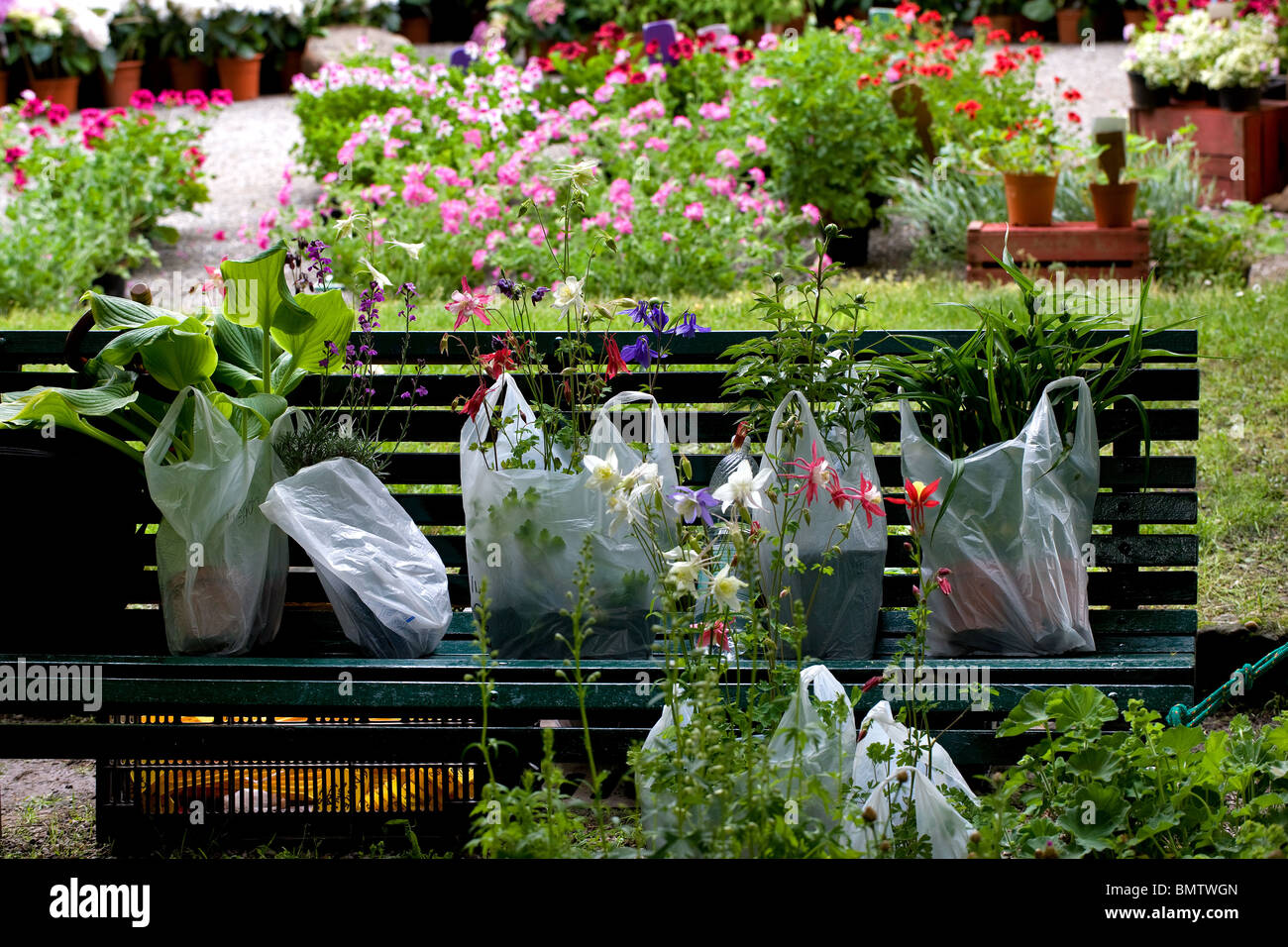 Piante, doni, artigianato, hobby, giardinaggio, fiori verde natura Foto Stock