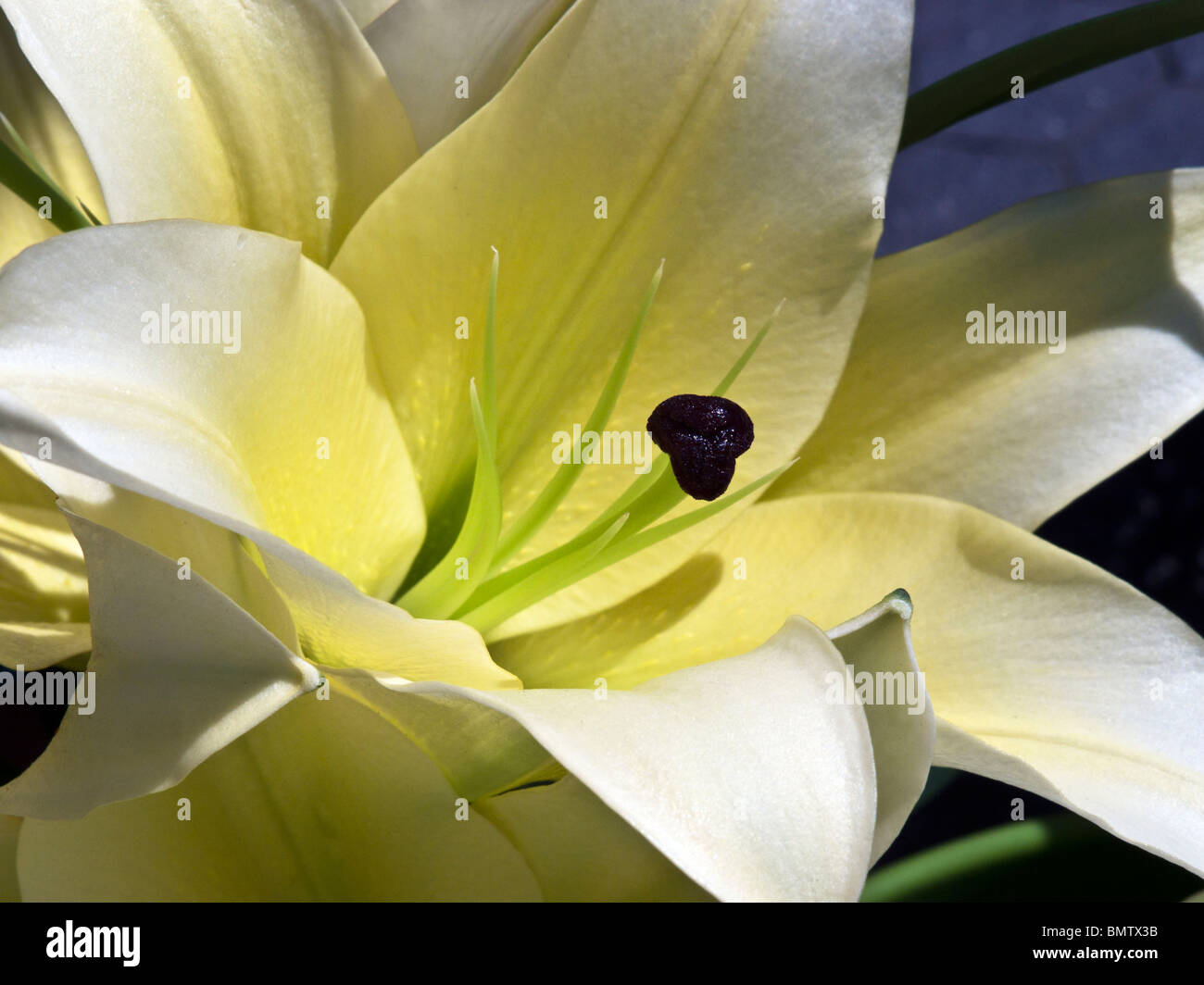 Close up sun pezzata giallo pallido lily bloom blossom stame & delicati petali Foto Stock