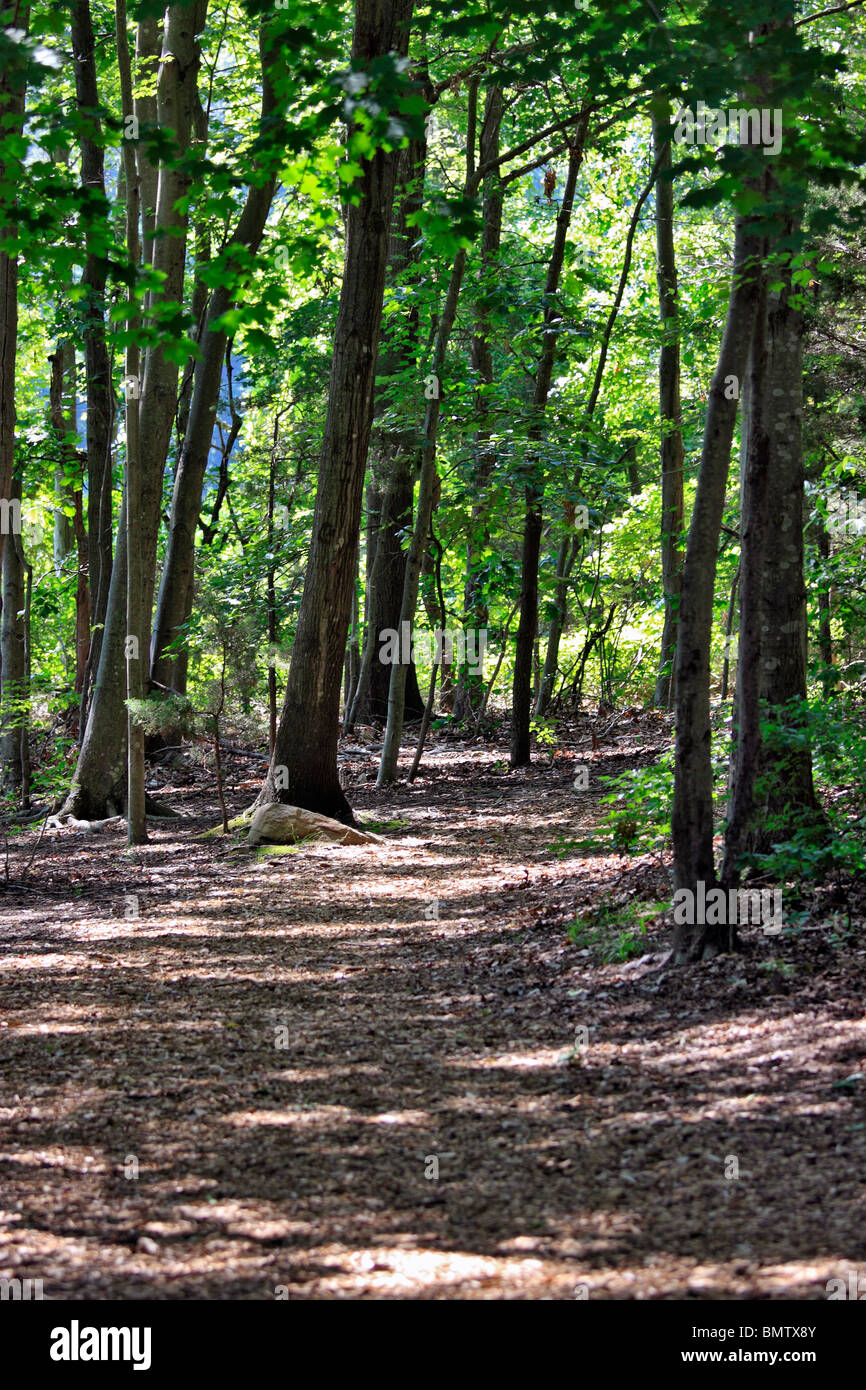 Sentiero escursionistico Long Island NY Foto Stock