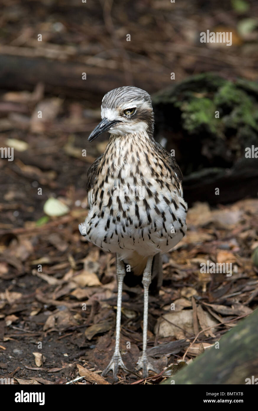 Una boccola di pietra uccello curlew burhinus grallarius Foto Stock