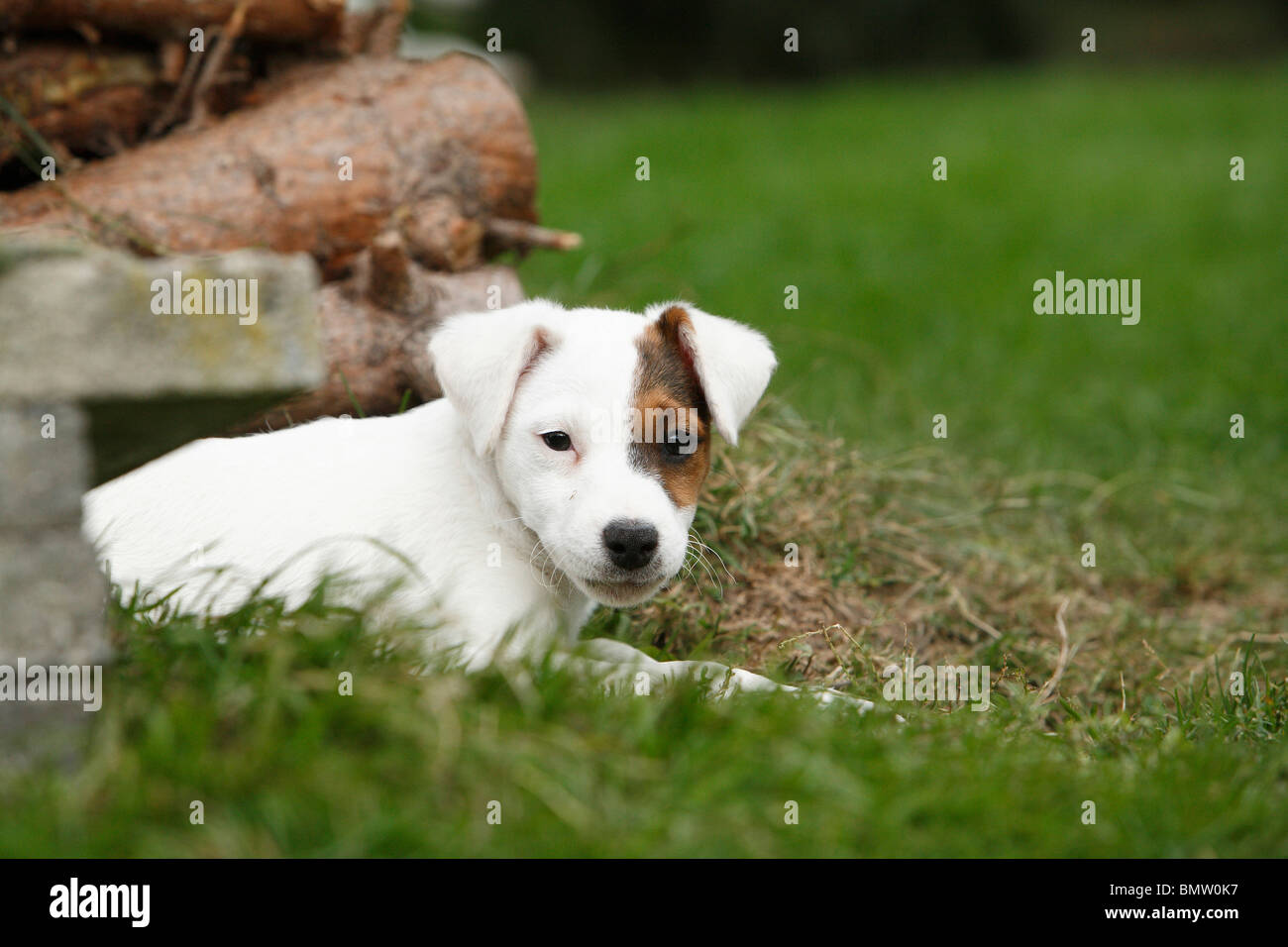 Jack Russell Terrier (Canis lupus f. familiaris), cucciolo giacente in un prato accanto a un palo, Germania Foto Stock