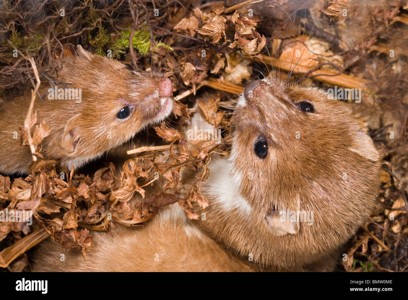 La donnola (Mustela nivalis). Coppia in rifugio nido; femmina sinistra, avvicinando maschio di dimensioni maggiori, a destra. Foto Stock