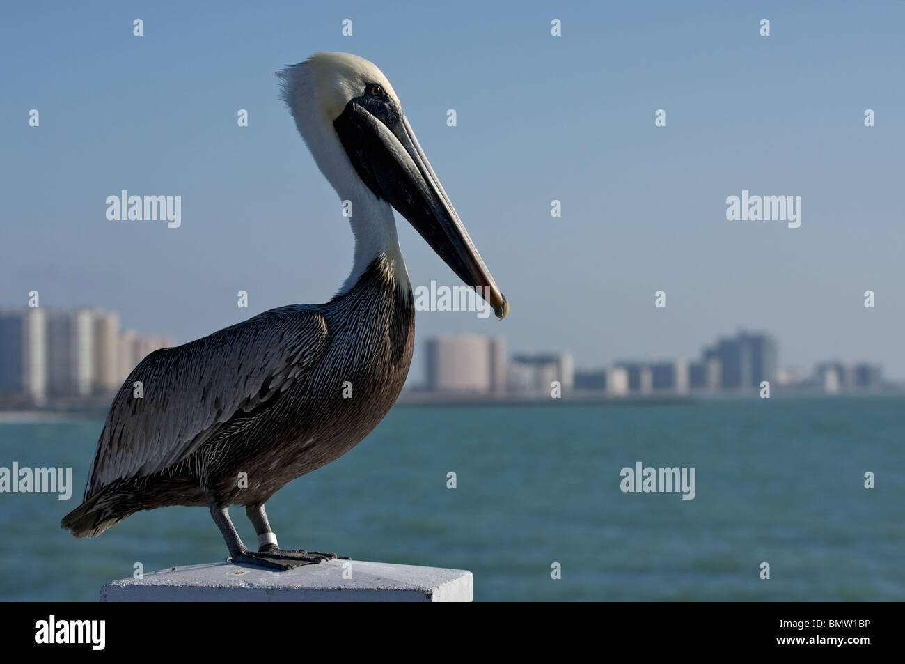 Dettaglio del pellicano Foto Stock