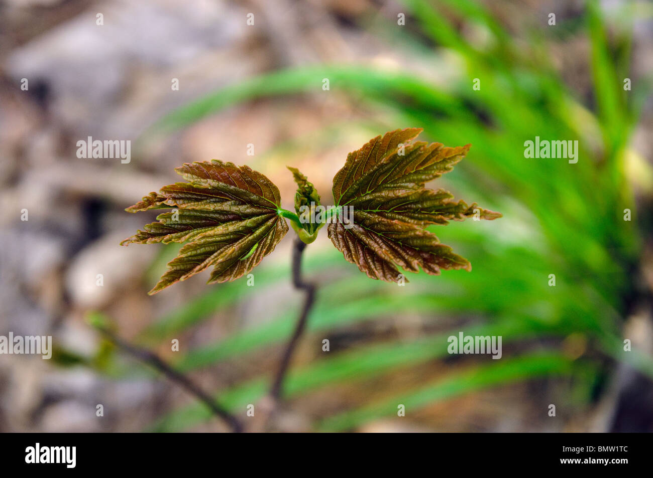 Germoglio di acero closeup Foto Stock