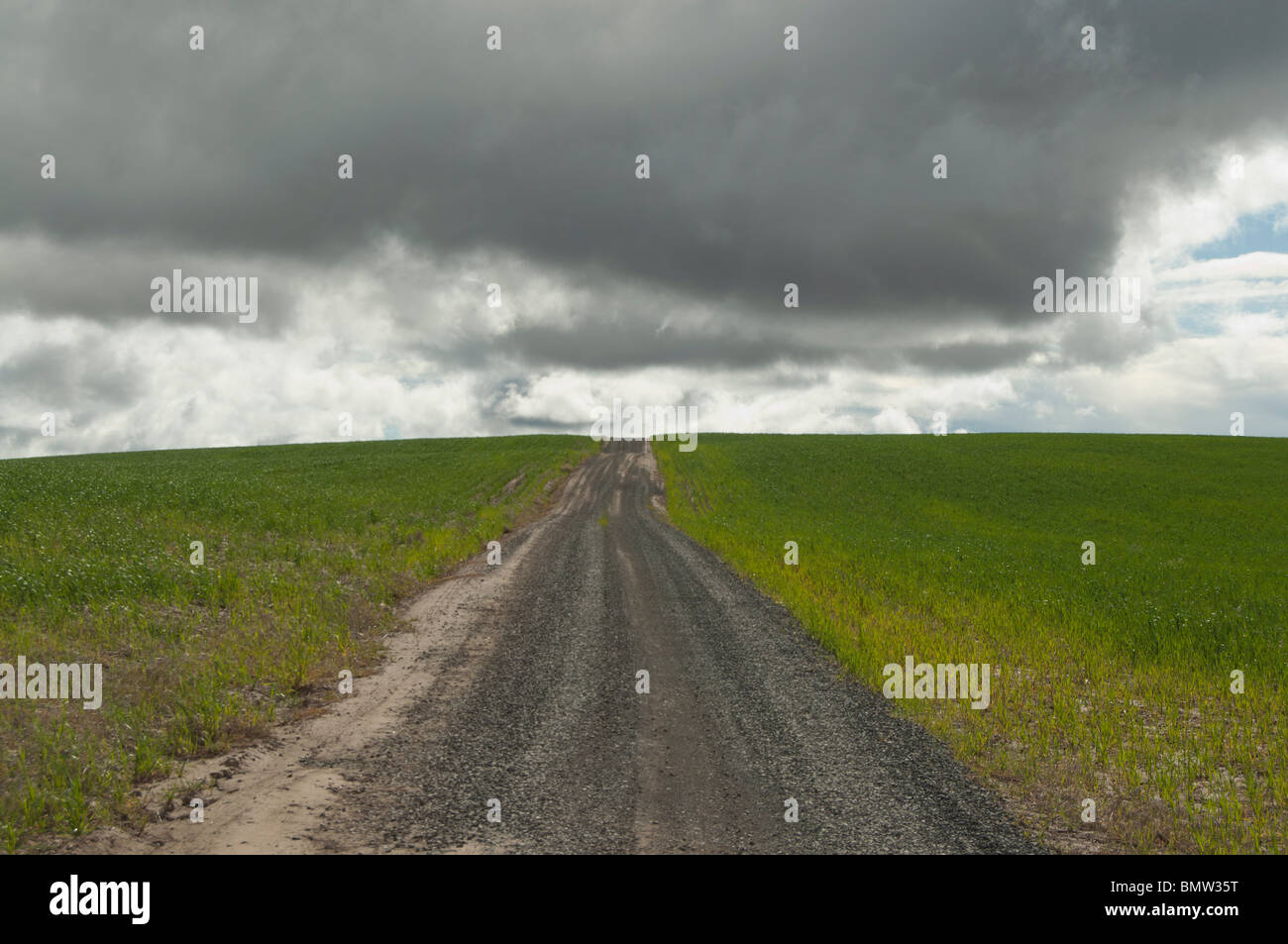 Farm road attraverso un orientale Oregon campo di grano. Foto Stock