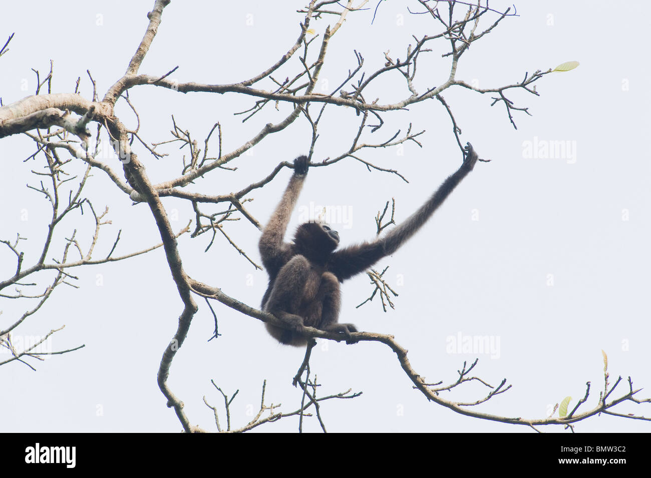 Western Hoolock Gibbons (Hoolock hoolock) Gibbone Wildlife Sanctuary, Assam, India - WILD - femmina Foto Stock