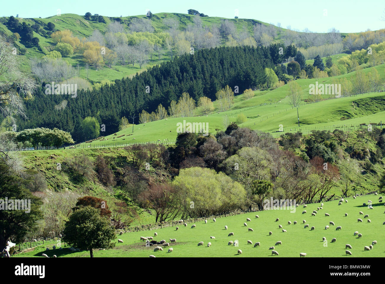 Prato idilliaco con sparse gregge di ovini. Foto Stock