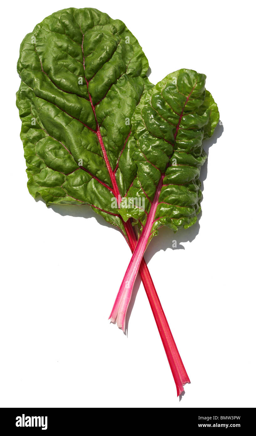 Chard - Beta vulgaris var. flavescens Foto Stock