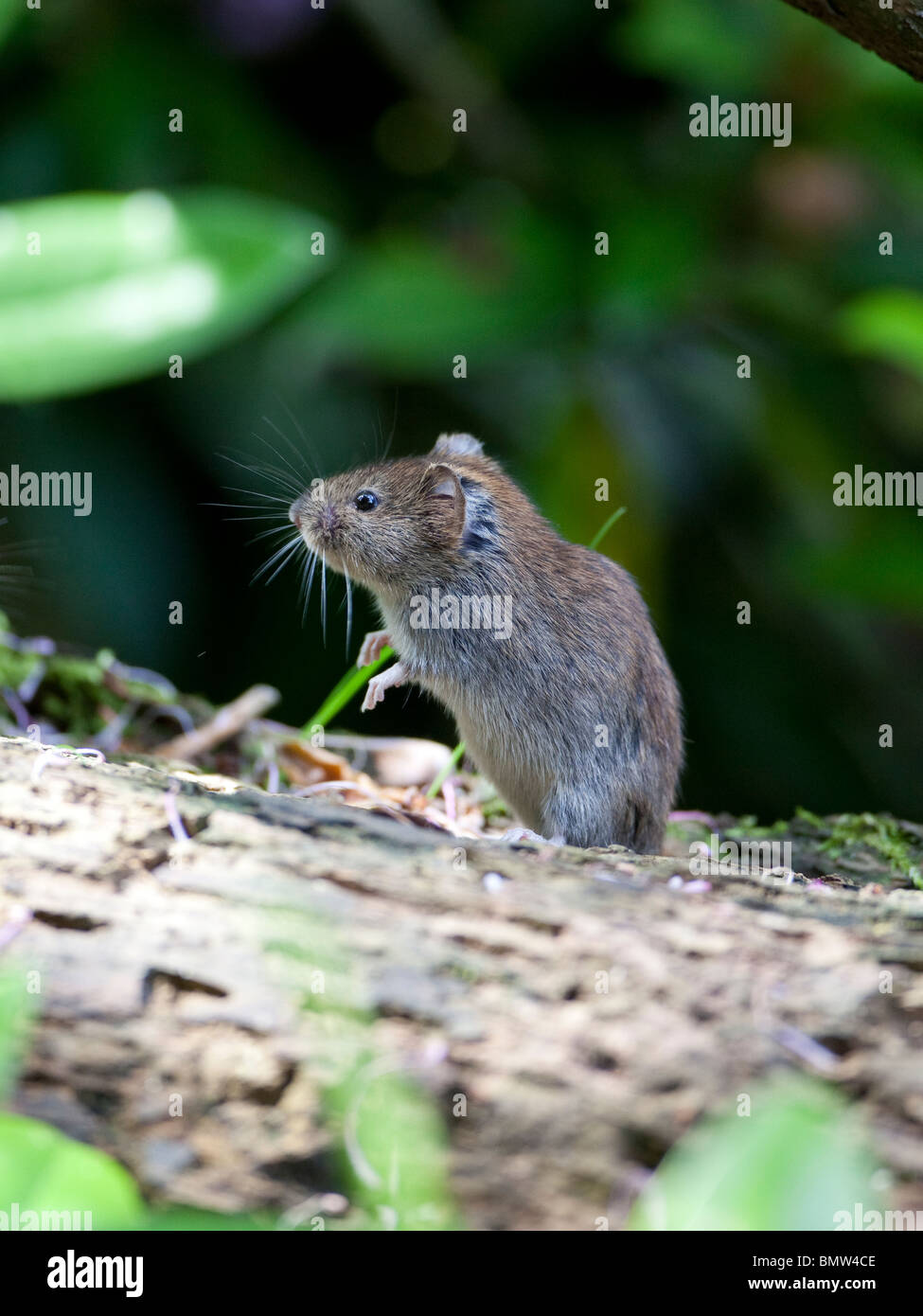 Una piccola banca vole (Myodes glareolus ) ventures fuori nel sole di alimentazione su un registro di marciume e raccogliere in un negozio di generi alimentari Foto Stock