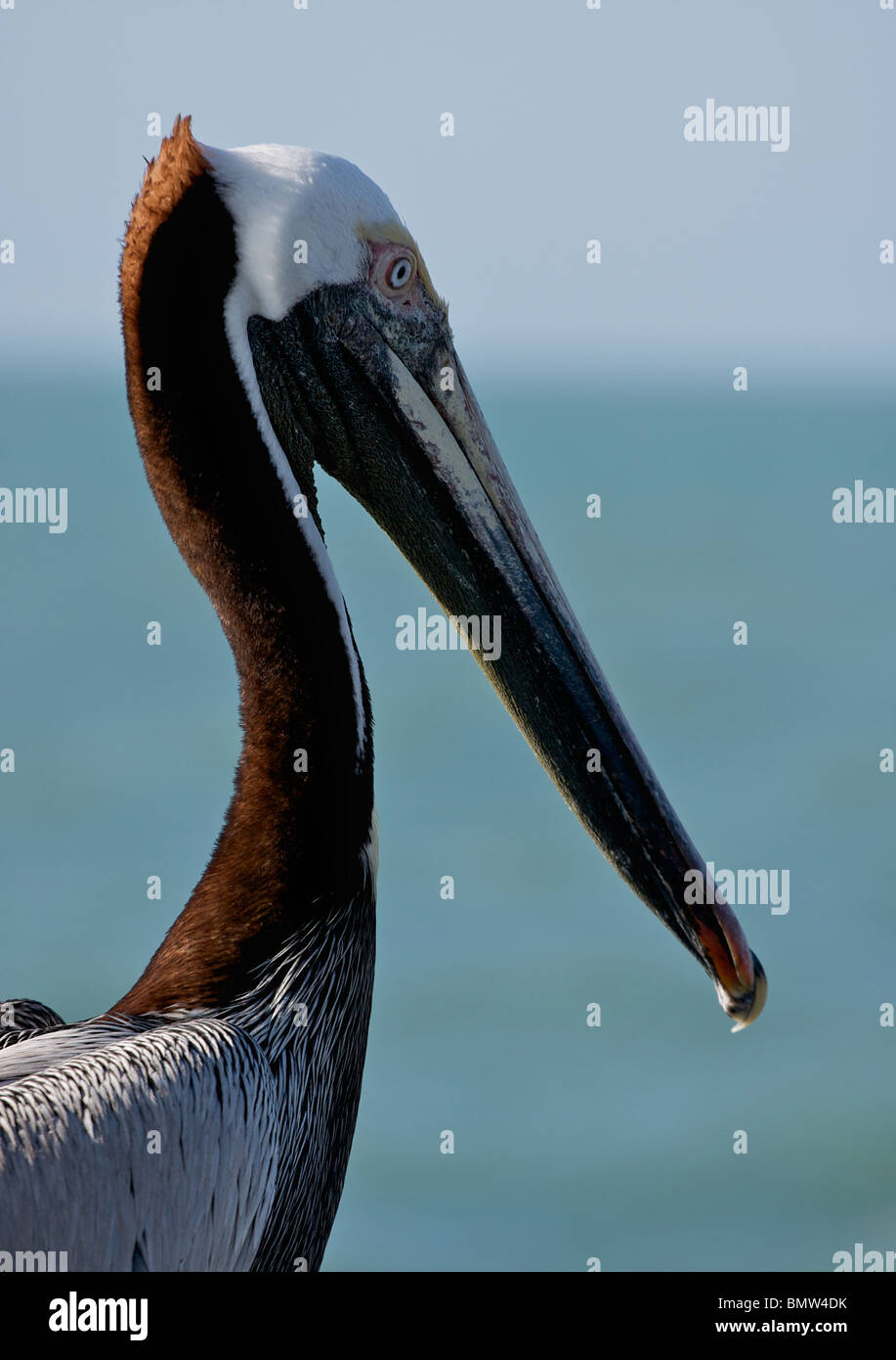 Dettaglio del pellicano Foto Stock