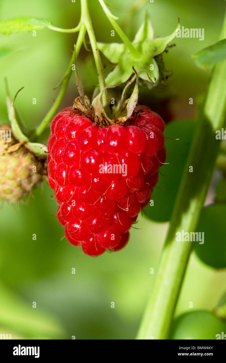 Lampone Foto Stock