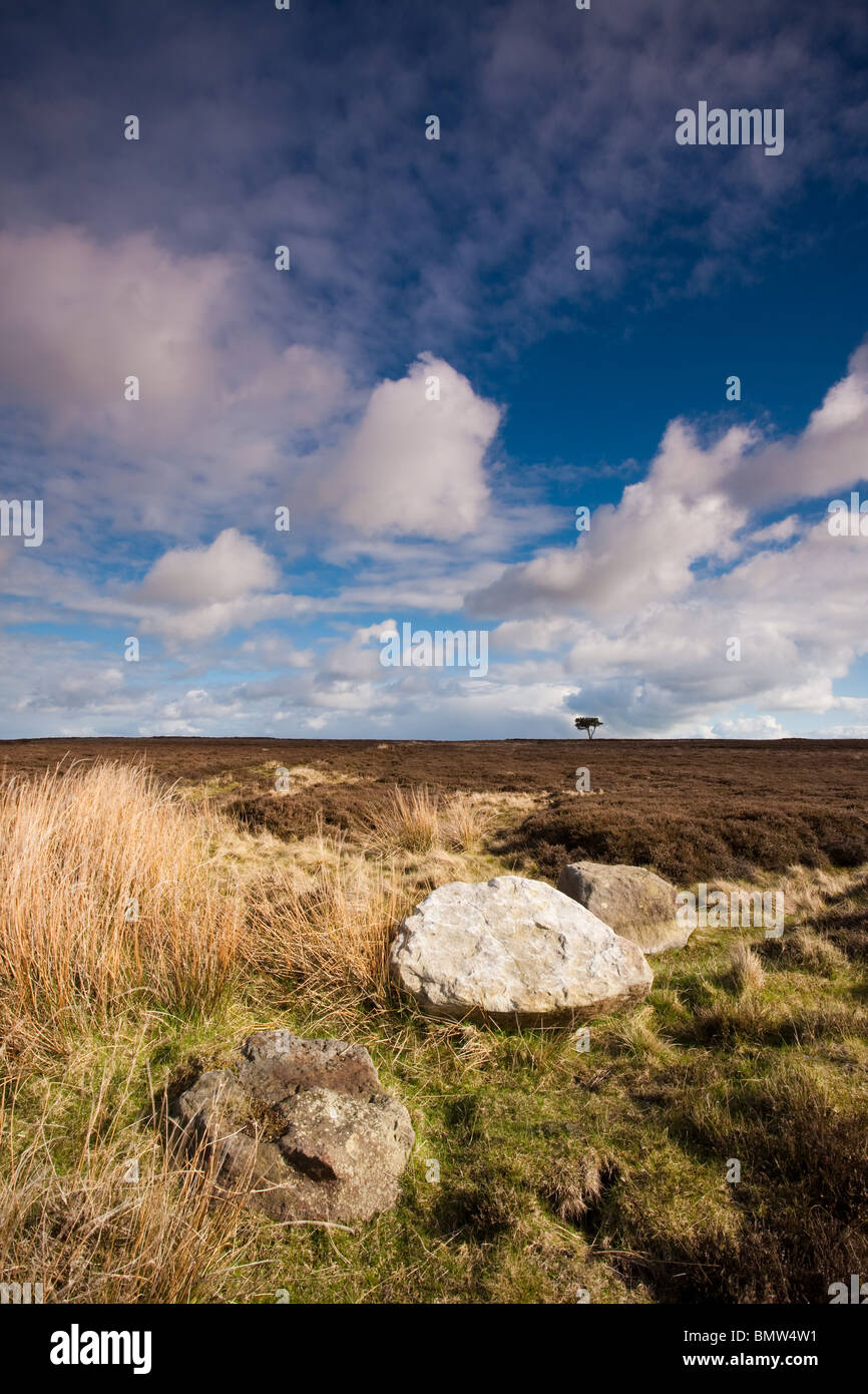 Lone Tree con una drammatica sky su Egton alta Moor, North Yorkshire. Foto Stock