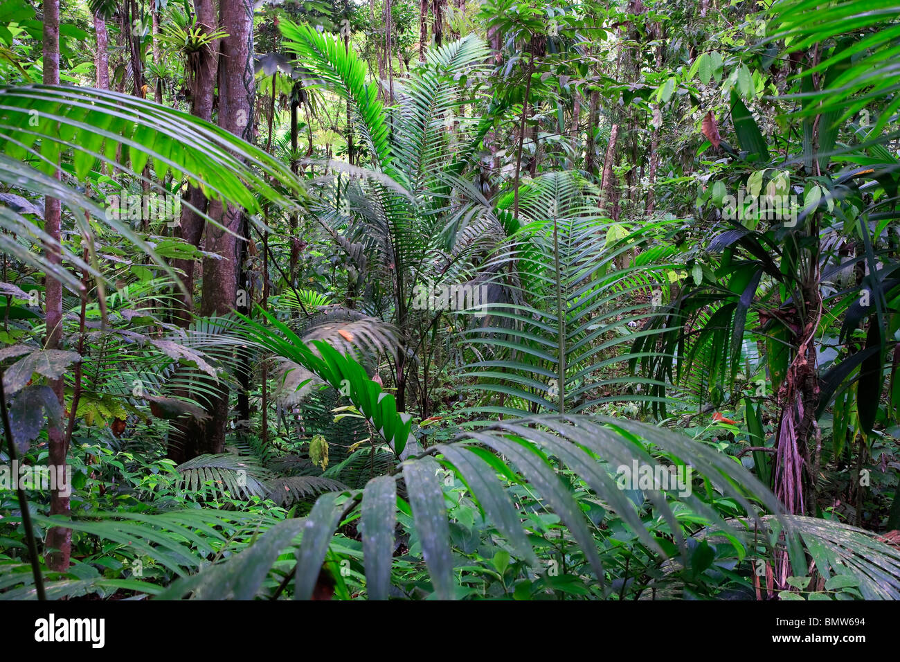 Caraibi, St Lucia, Des Cartier Trail, foresta pluviale tropicale Foto Stock