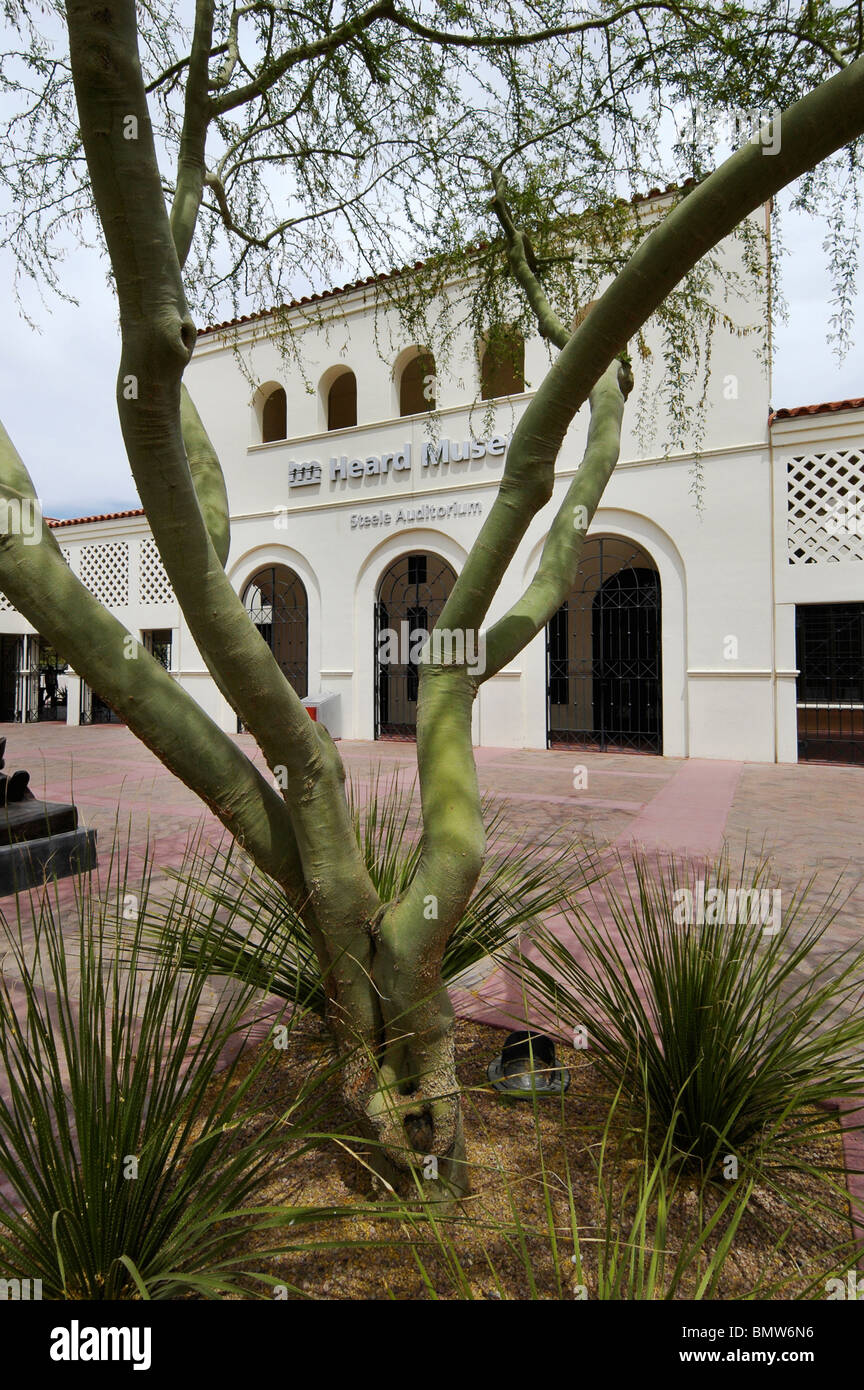 Palo Verde albero nella parte anteriore del sentito Museo delle Culture indigene e arti, Phoenix, AZ Foto Stock