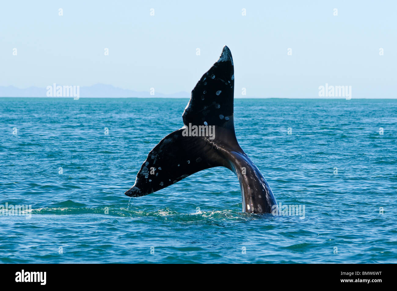 Balena Grigia nella laguna, Veracruz, Messico Foto Stock