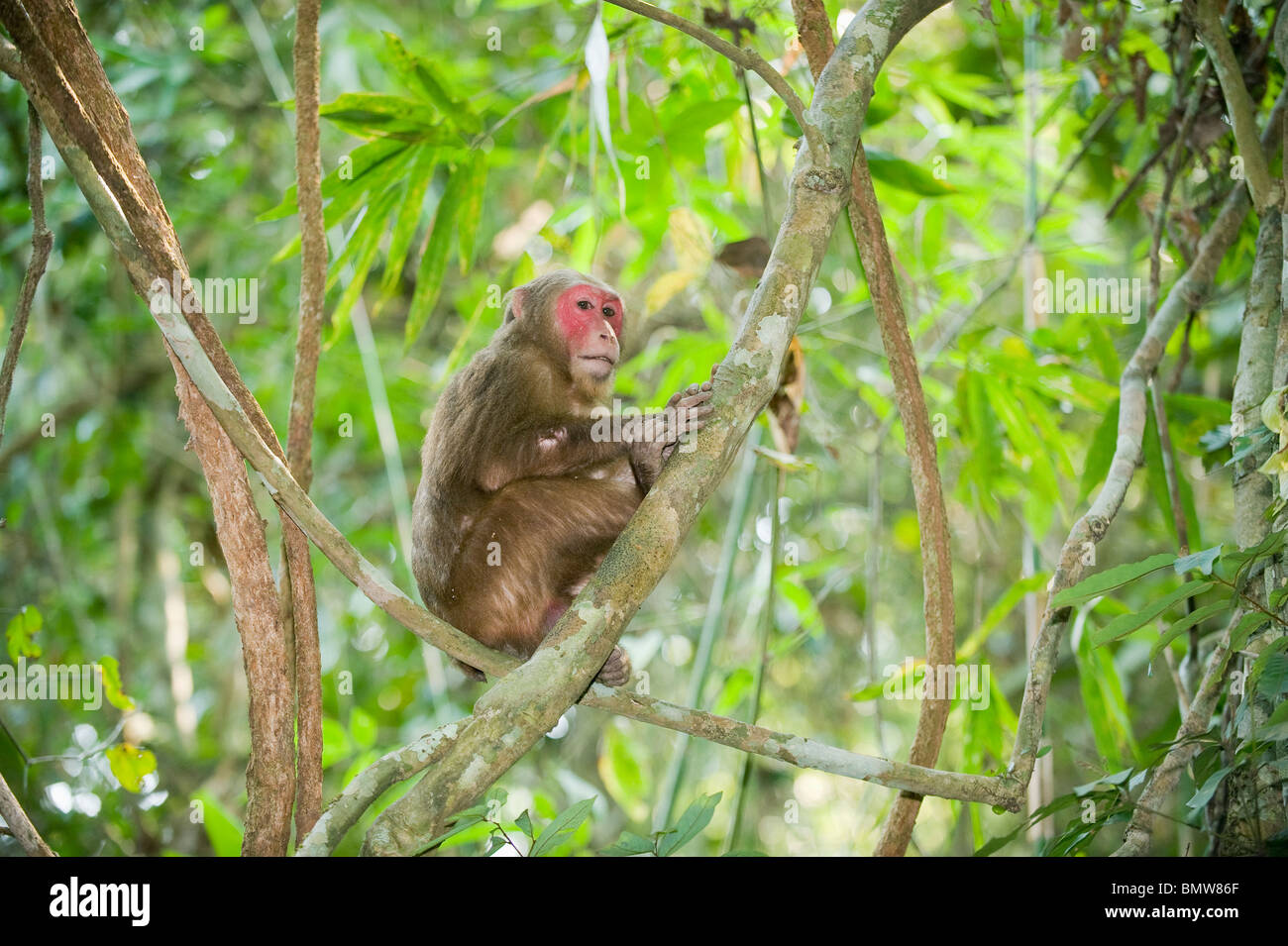 Il moncone-coda Macaque (Macaca arctoides) maschio, Gibbone Wildlife Sanctuary, Assam, India Foto Stock