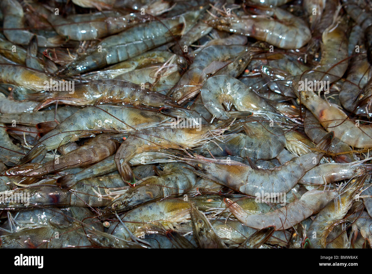 Dimensioni di cattura del pescato fresco del Golfo del Messico jumbo bianco Gamberi in Louisiana Foto Stock