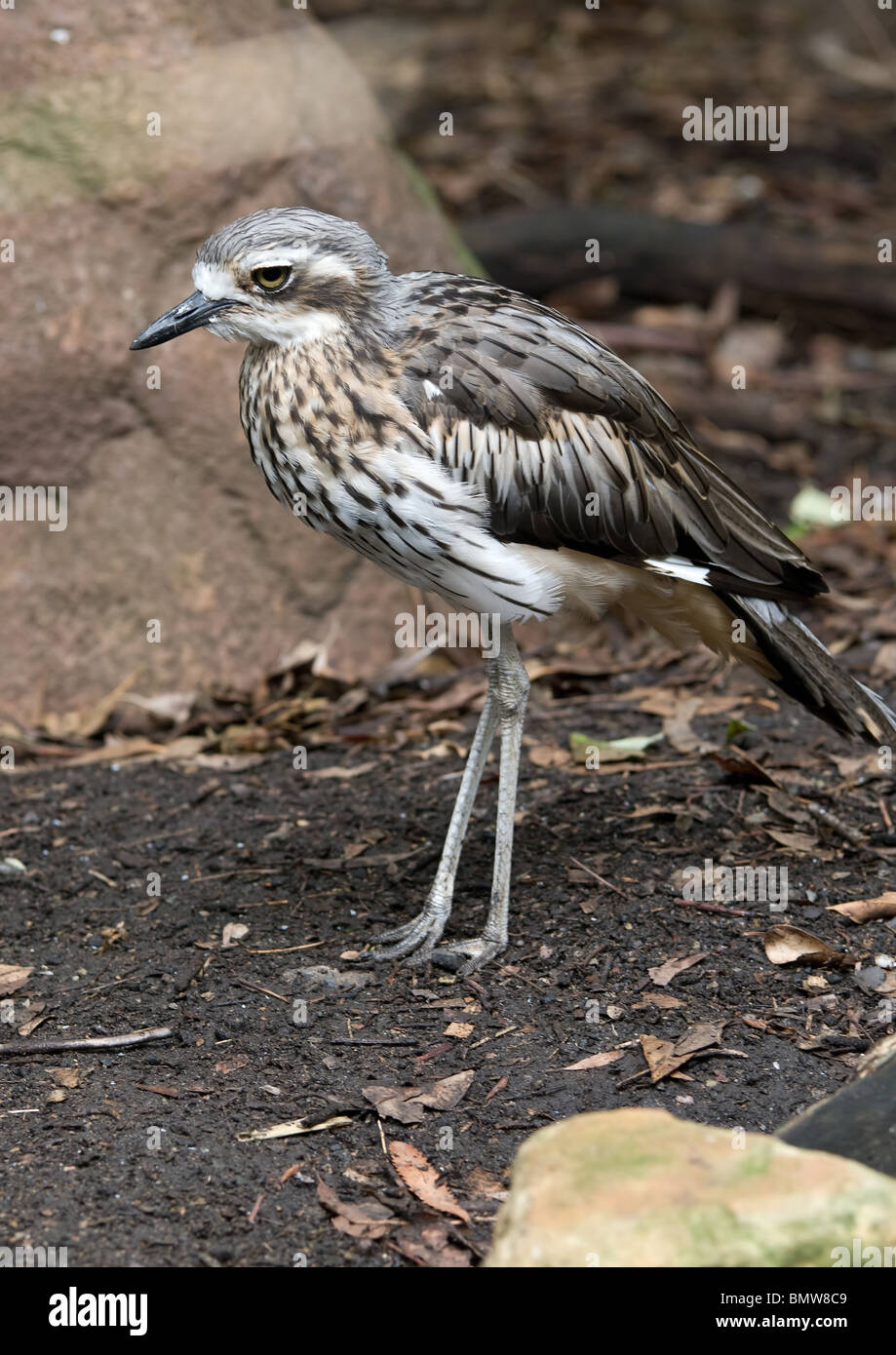 Una boccola di pietra uccello curlew burhinus grallarius Foto Stock