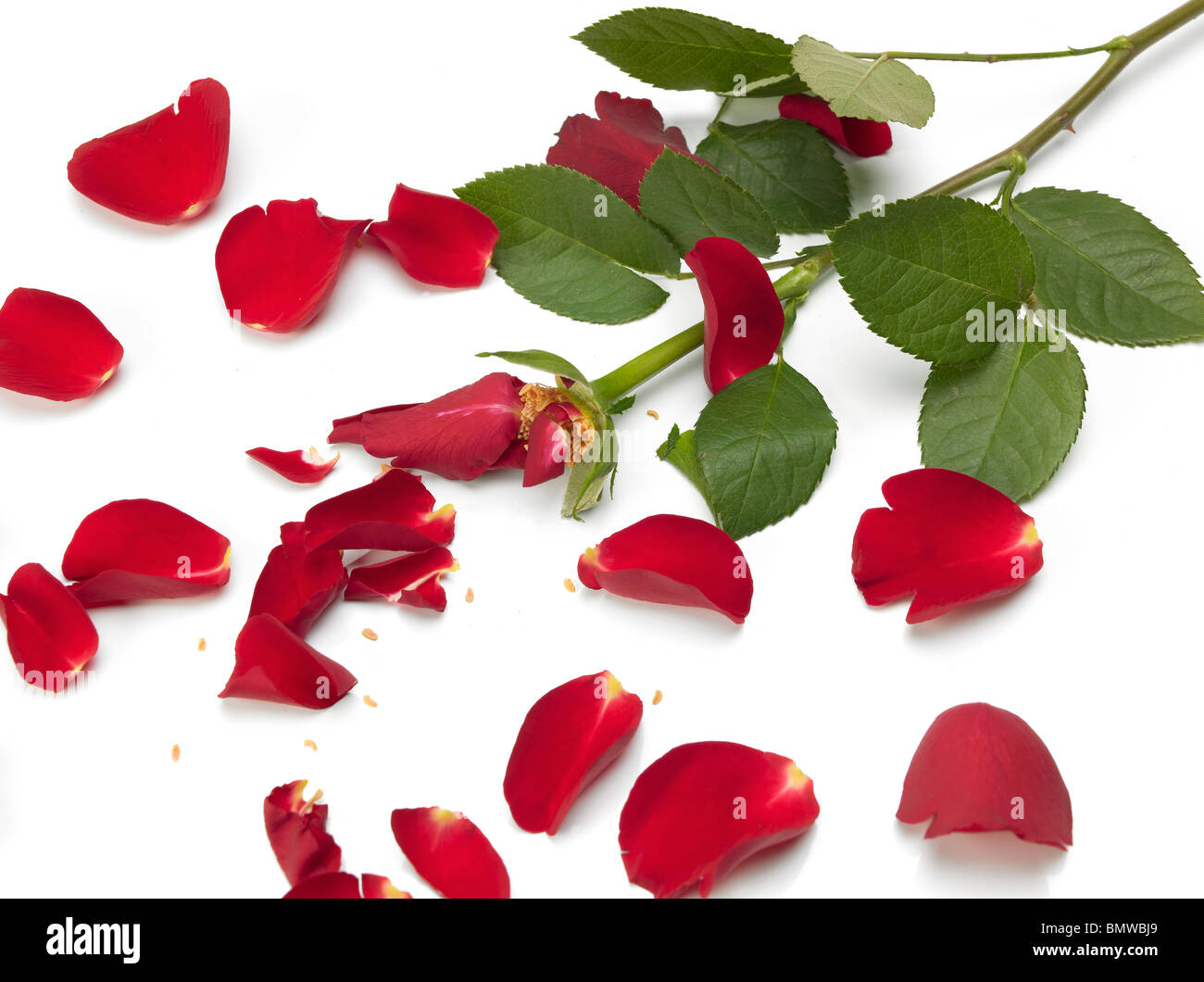 Una rosa rossa rotto e con petali sparsi su sfondo bianco Foto Stock