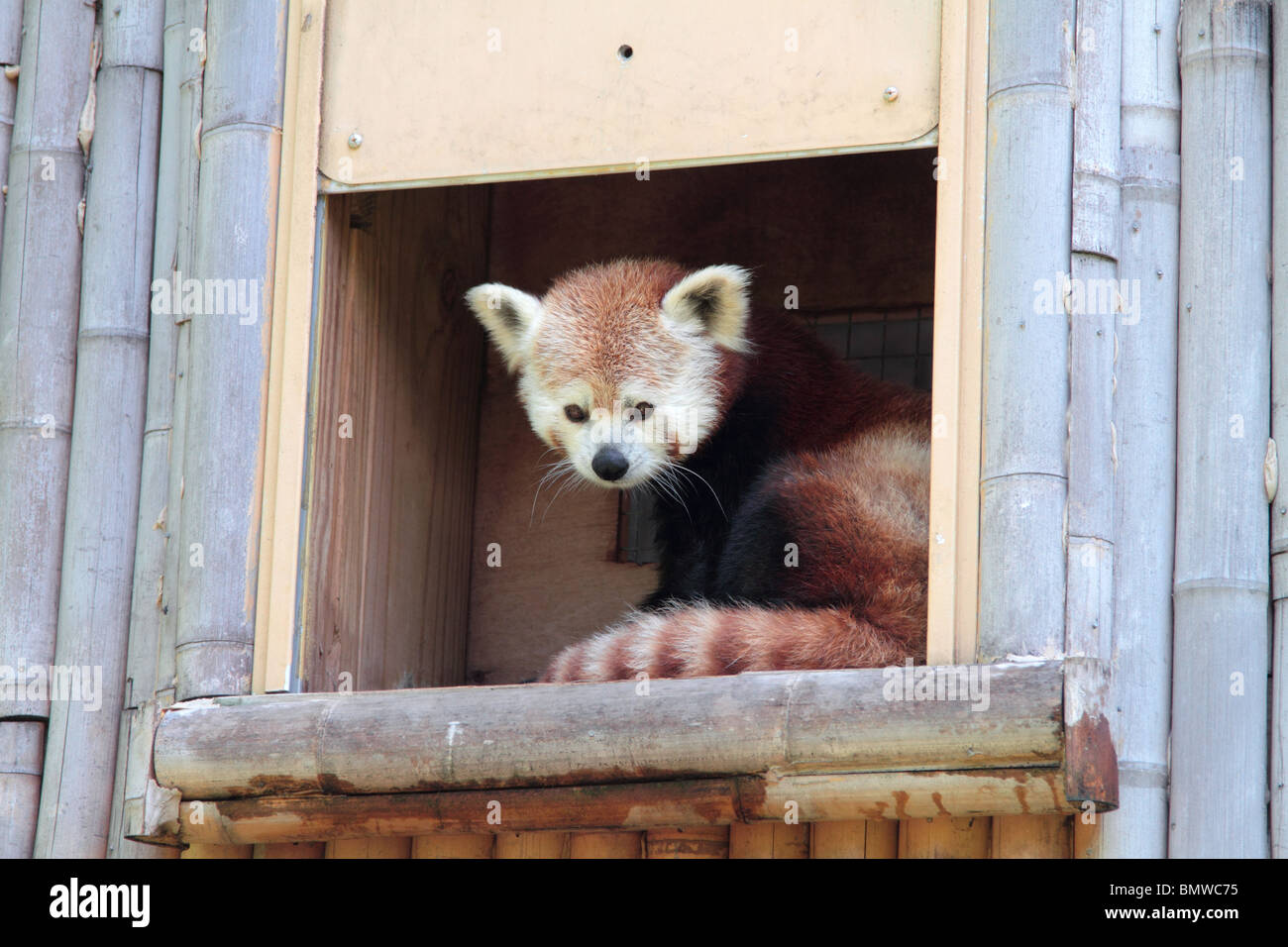 Il panda rosso Ailurus fulgens o shining cat. Foto Stock