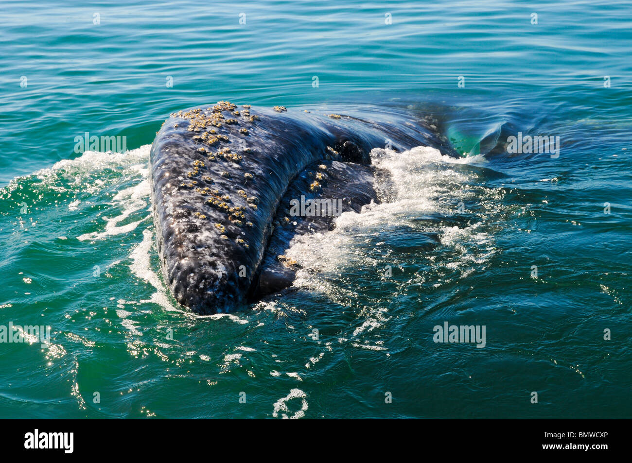 Balena Grigia nella laguna, Veracruz, Messico Foto Stock