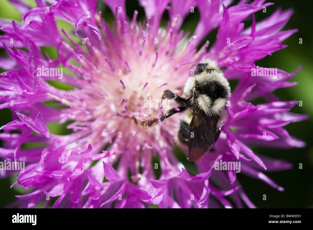 Bumble Bee raccogliere il polline di un fiordaliso viola. Foto Stock