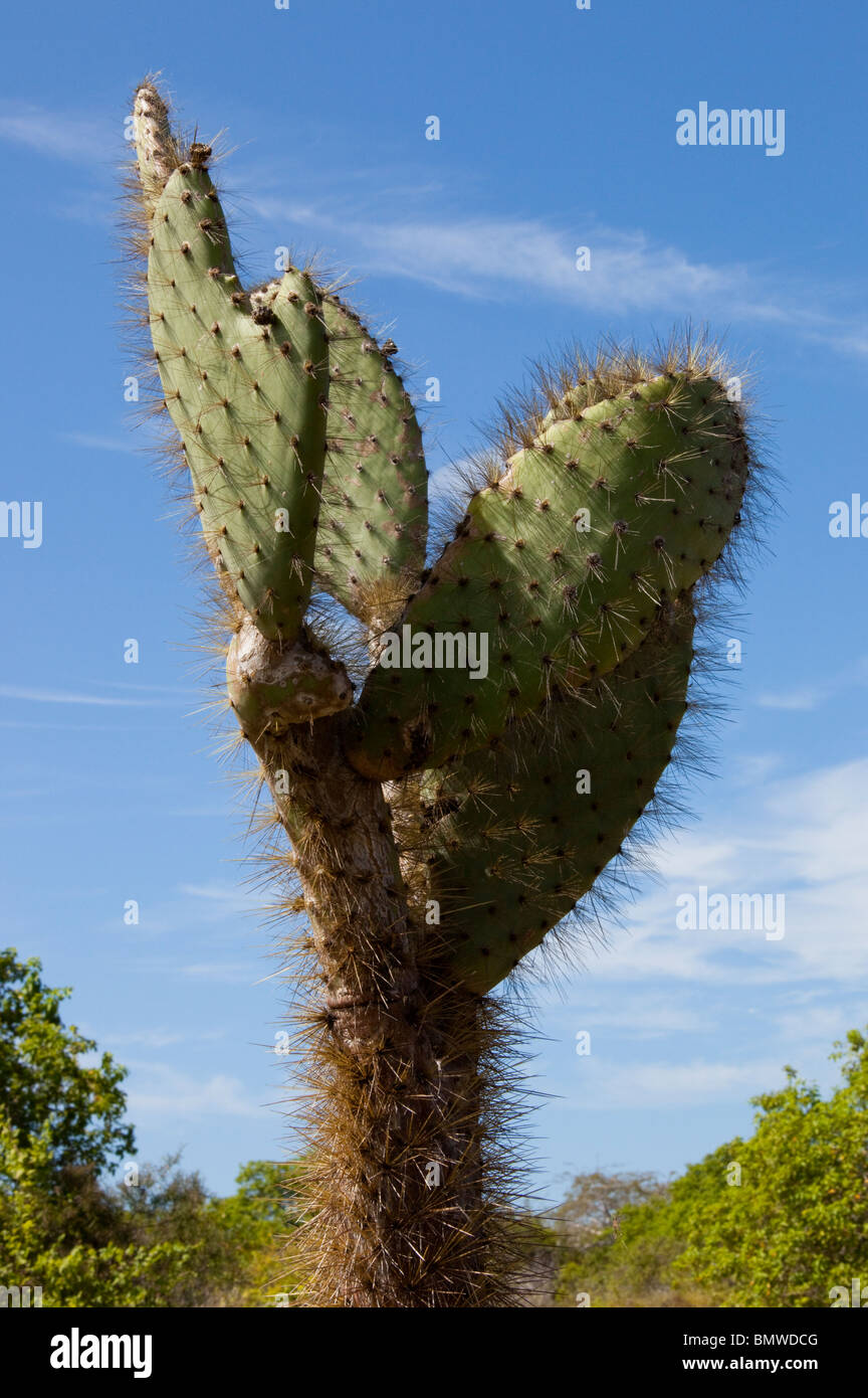Cactus opuntias sull isola di San salvador nelle isole Galapagos Foto Stock