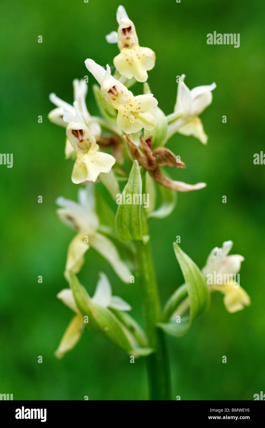 Elder-fiorito, orchidea Dactylorhiza sambucina Foto Stock