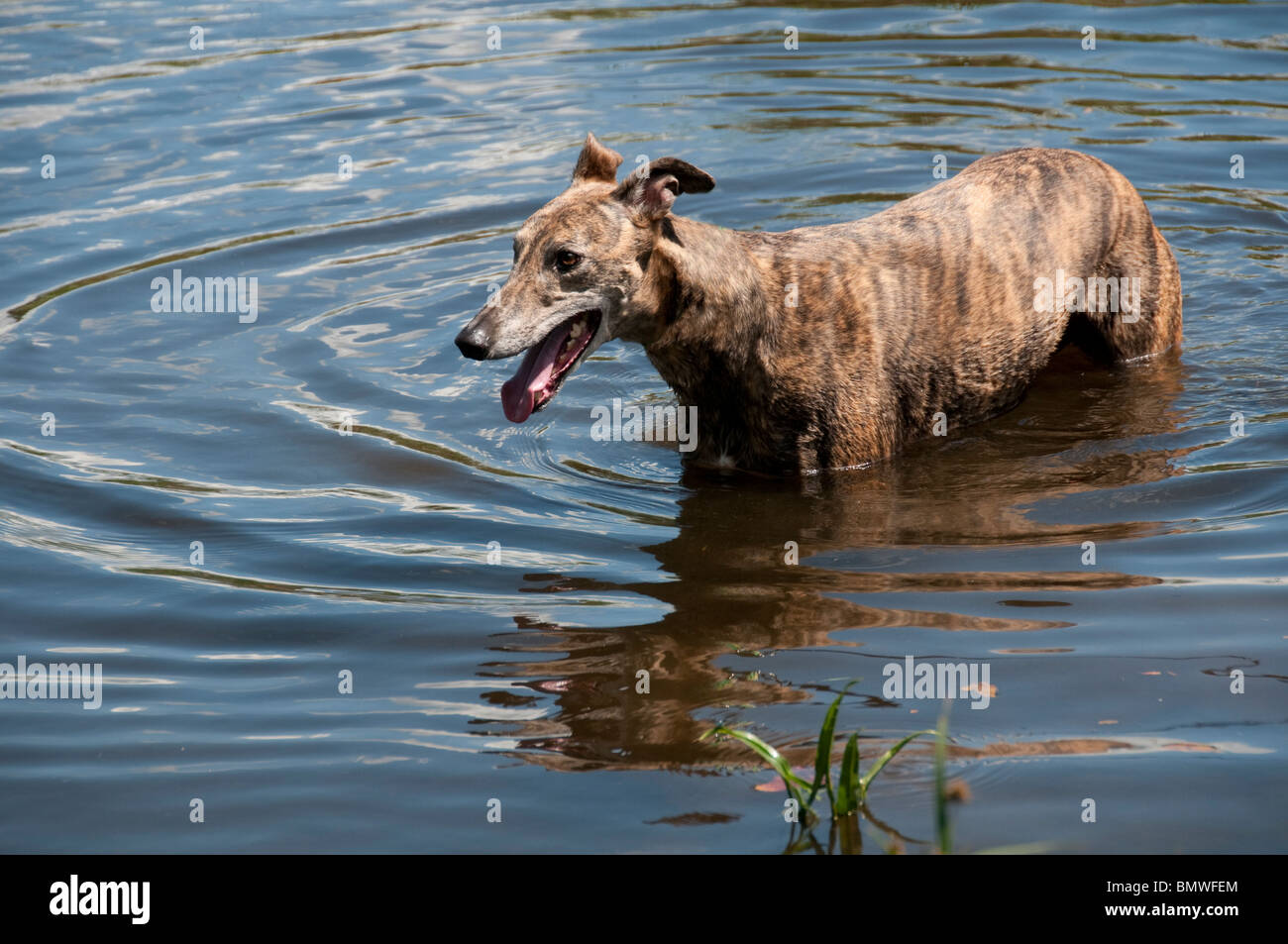 Brindle greyhound il raffreddamento in stagno. Foto Stock
