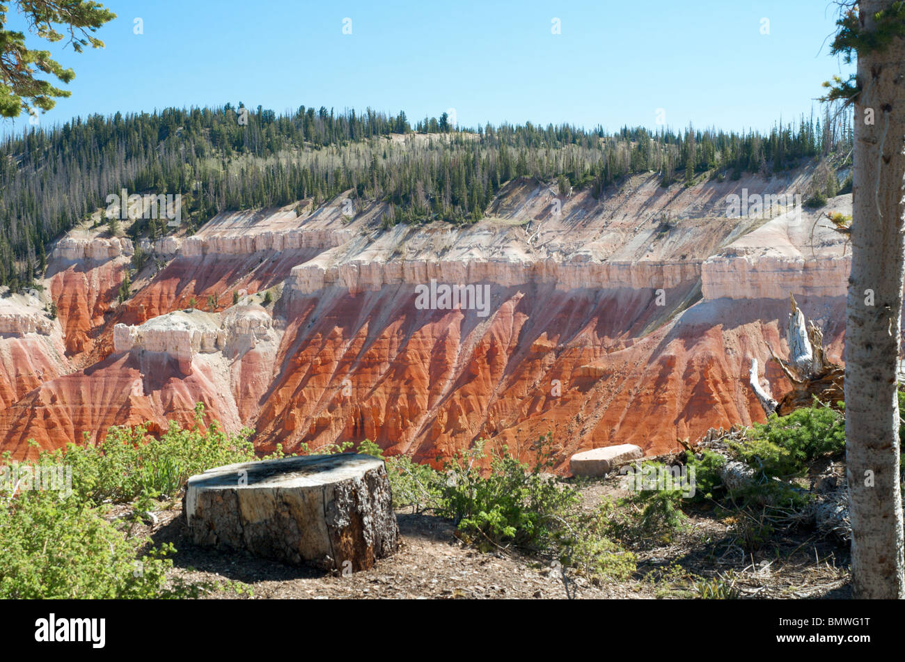 Ceppo di albero di trascurare il bianco e il rosso scogliere di arenaria entro la foresta di cedro di Cedar Breaks National Monument Foto Stock