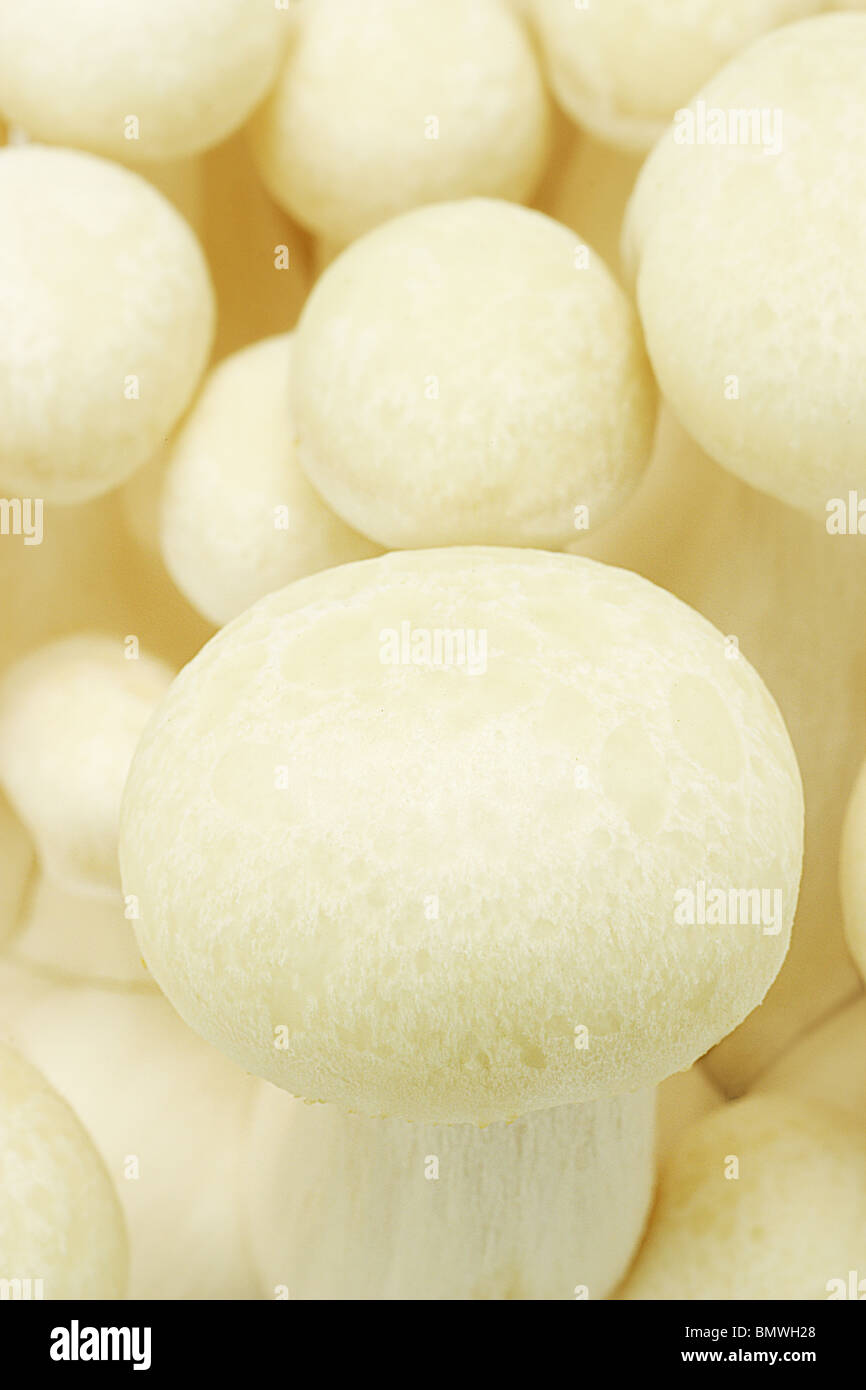 Close up di faggio fresco sfondo a fungo Foto Stock