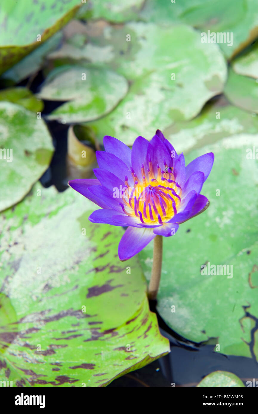 Una fioritura di fiore di loto e foglie Foto Stock