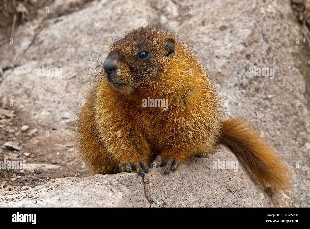 Marmotta di ventre giallo Marmota flaviventris Hinsdale County Colorado USA Foto Stock