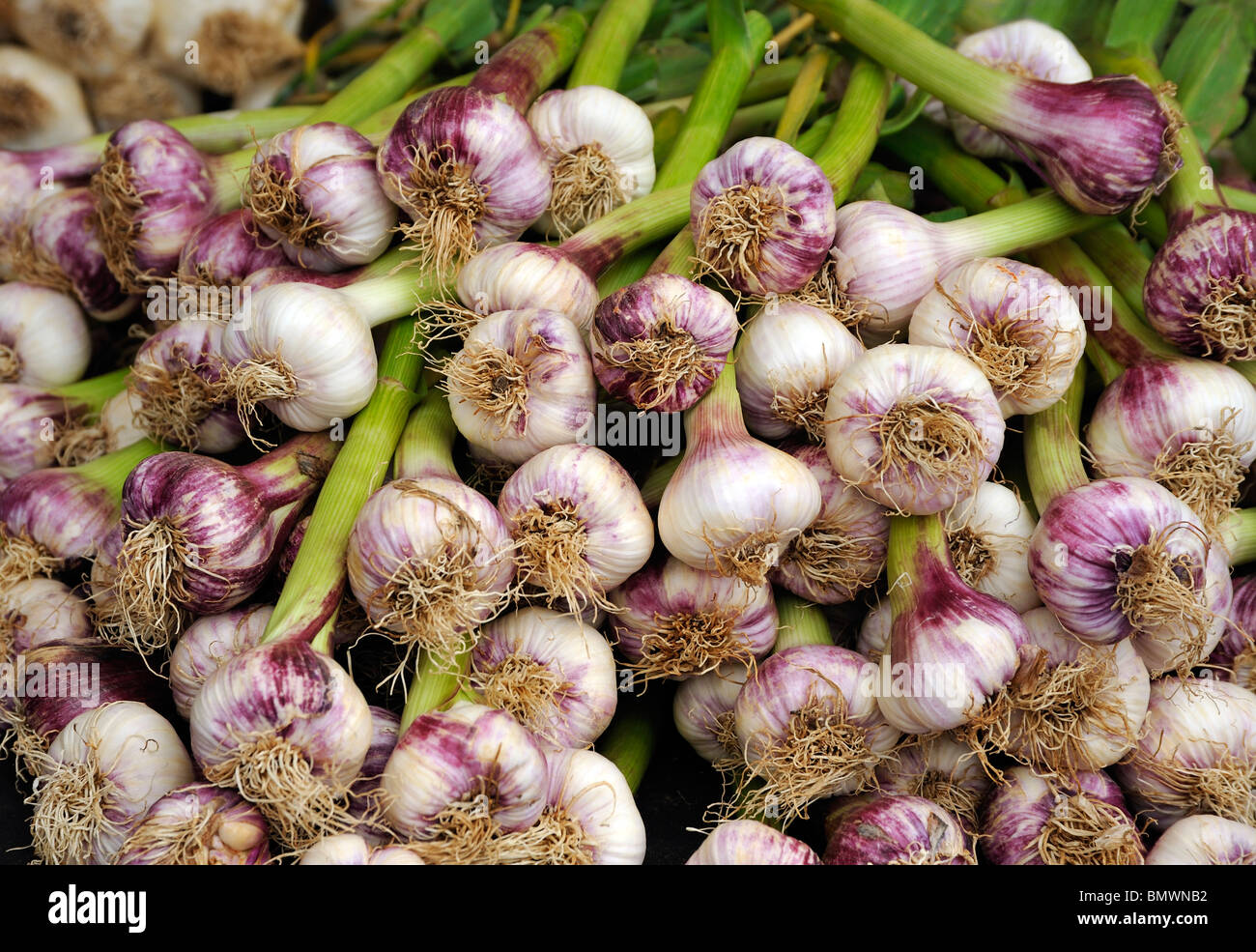 AGLIO FRESCO Foto Stock
