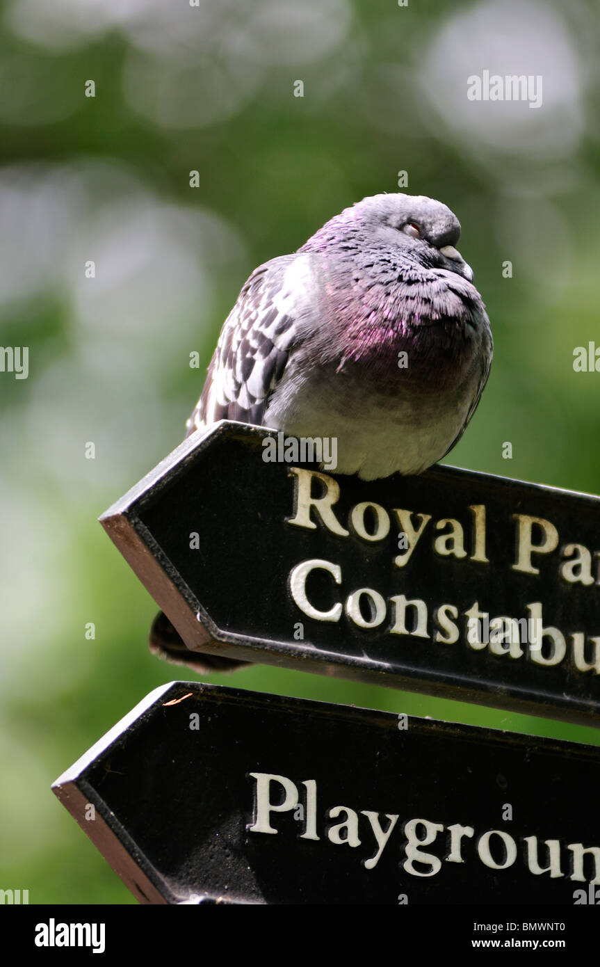 Feral Pigeon sul cartello, St James's Park, Londra, Regno Unito Foto Stock