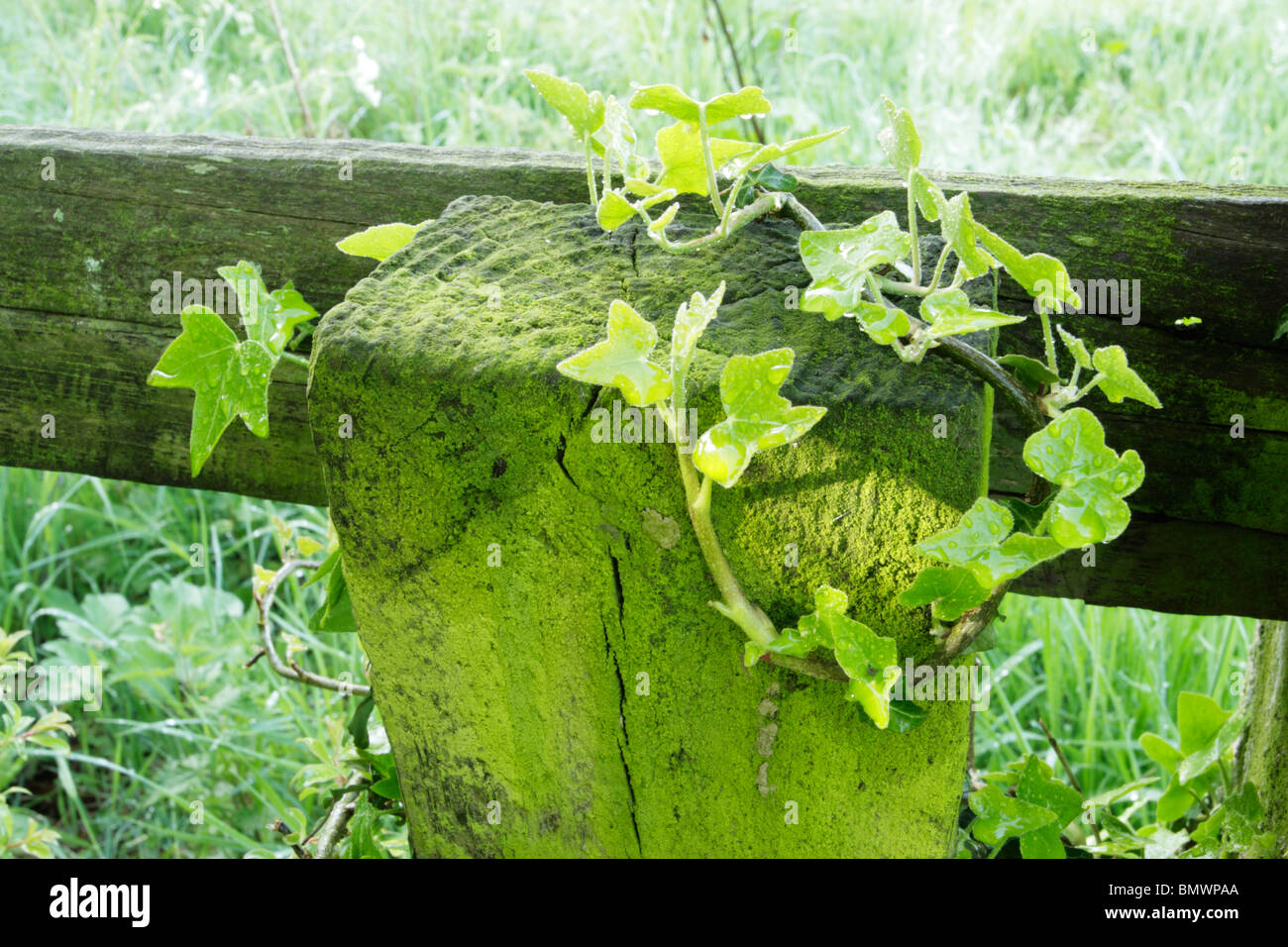 Le gocce di pioggia sul verde lussureggiante la crescita di edera e di moss sulla staccionata in legno post e rampa Foto Stock
