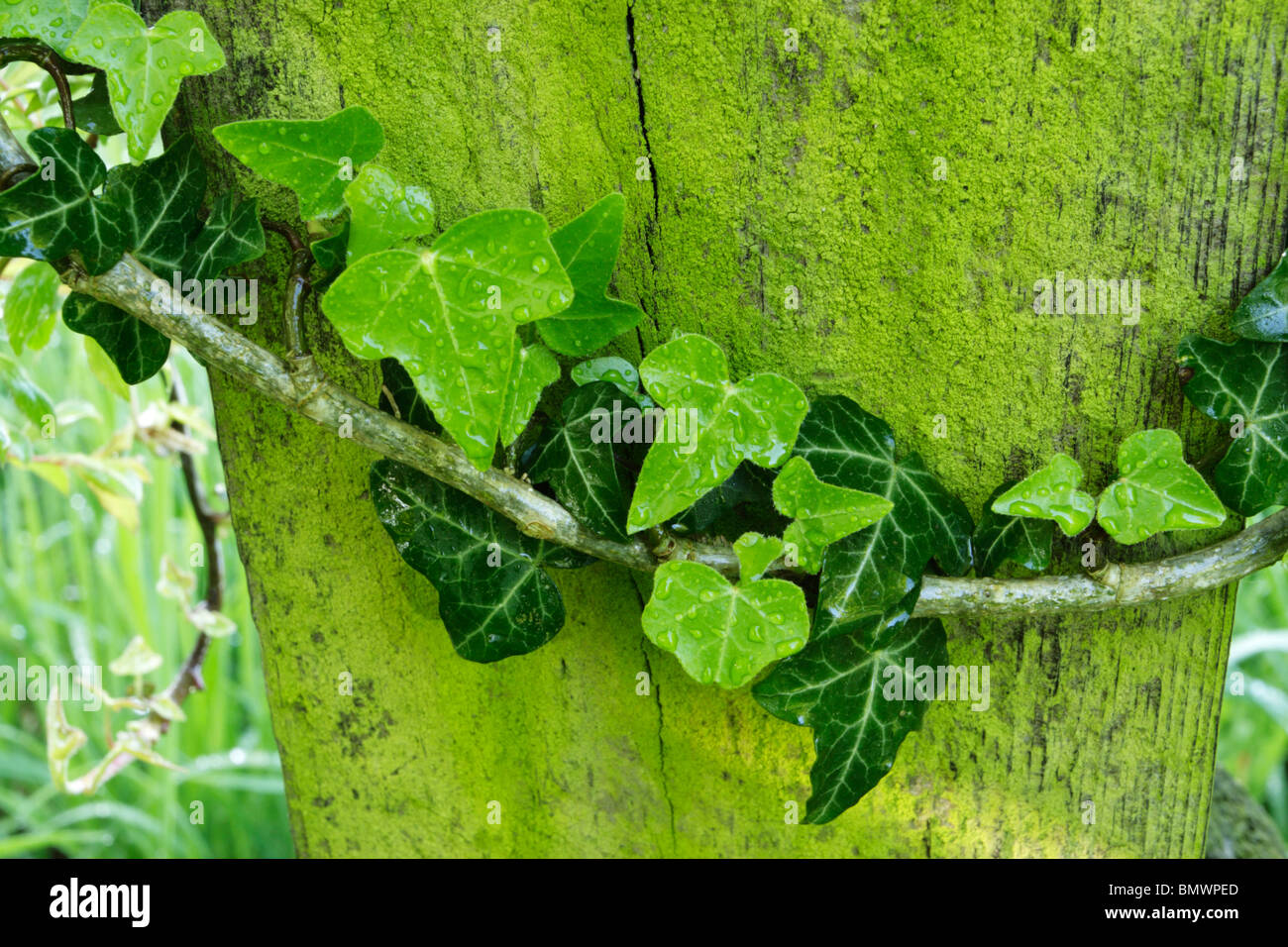 Le gocce di pioggia sul verde lussureggiante la crescita di edera e di moss sulla staccionata in legno post Foto Stock