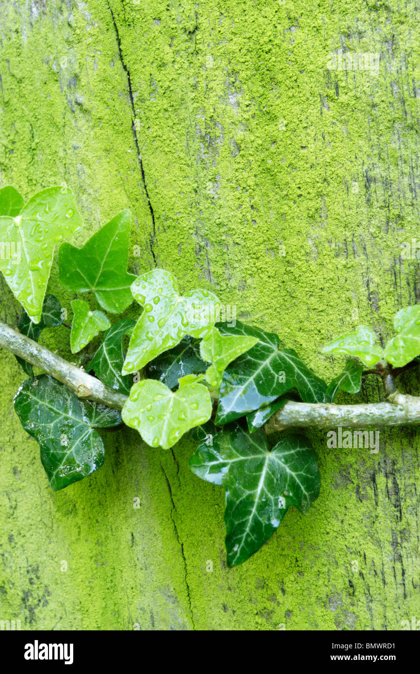 Le gocce di pioggia sul verde lussureggiante la crescita di edera e di moss sulla staccionata in legno post Foto Stock