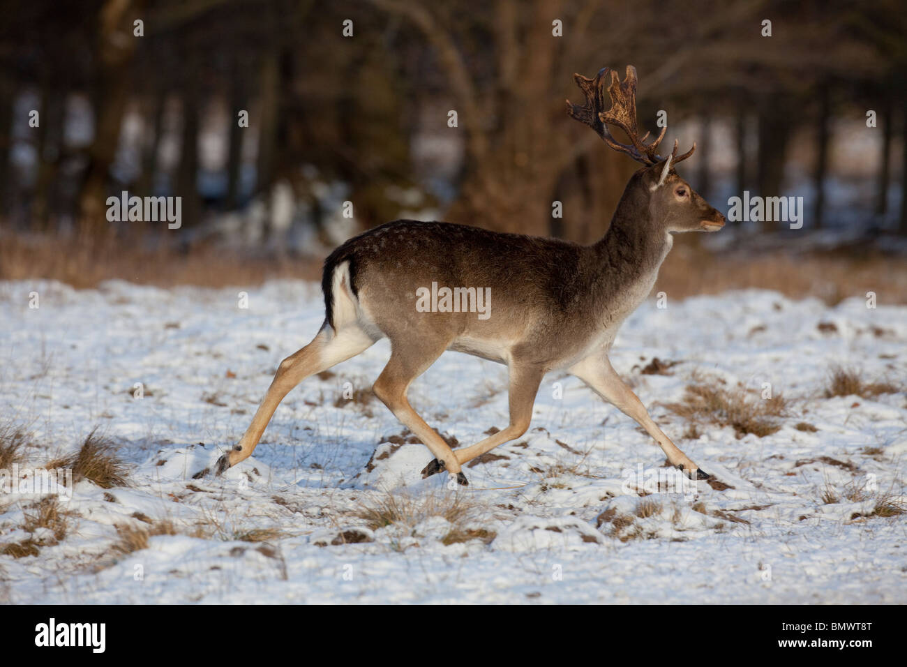 Daini (Dama Dama). Feste di addio al celibato in esecuzione su neve. Foto Stock