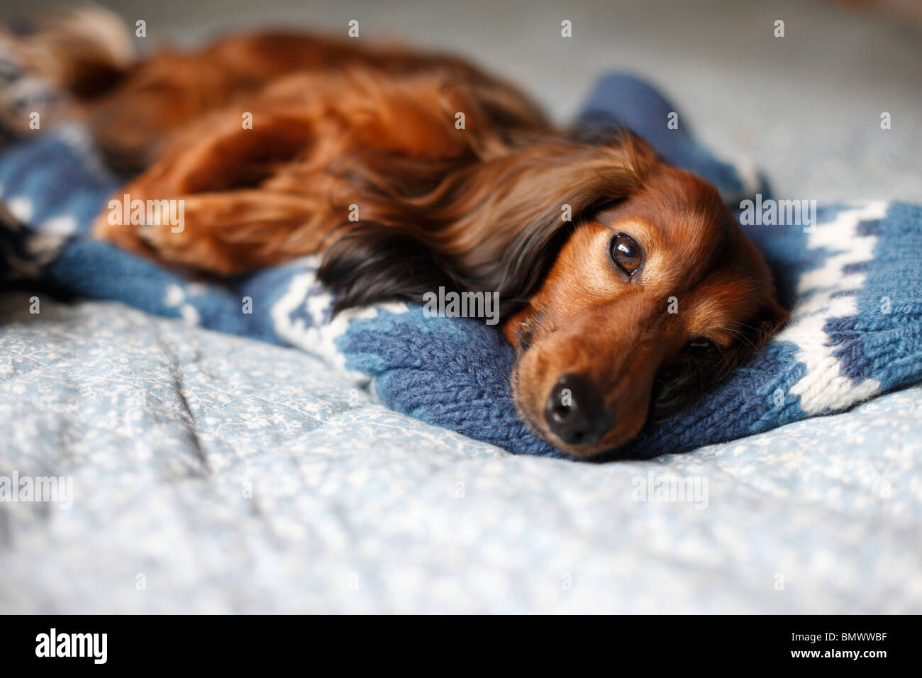 Con i capelli lunghi Bassotto a pelo lungo cane salsiccia, cane domestico (Canis lupus f. familiaris), 6 anni individui giacenti su un essere Foto Stock