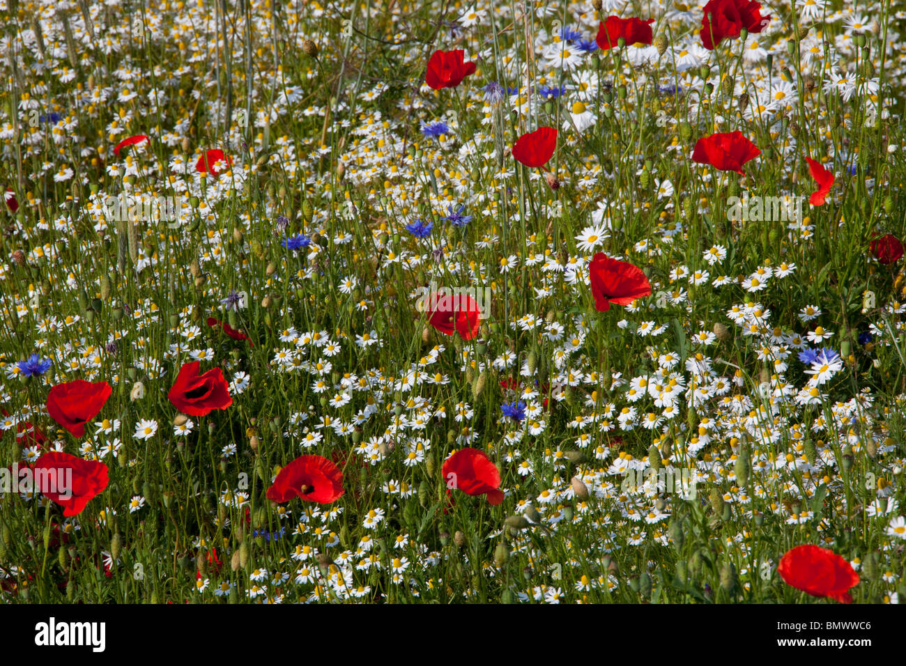 Papavero di campo di mais, semi di papavero, Fiandre Papavero (Papaver rhoeas) e Margherita occhio di bue, Moon Daisy (crisantemo leucanthemum). Foto Stock