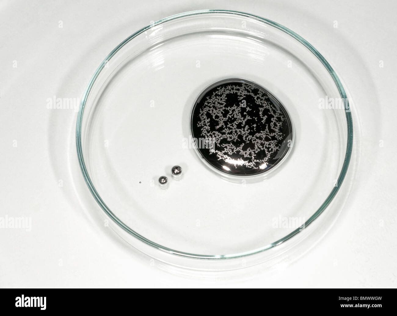 Il mercurio, piccola quantità in una capsula di petri, studio immagine. Foto Stock
