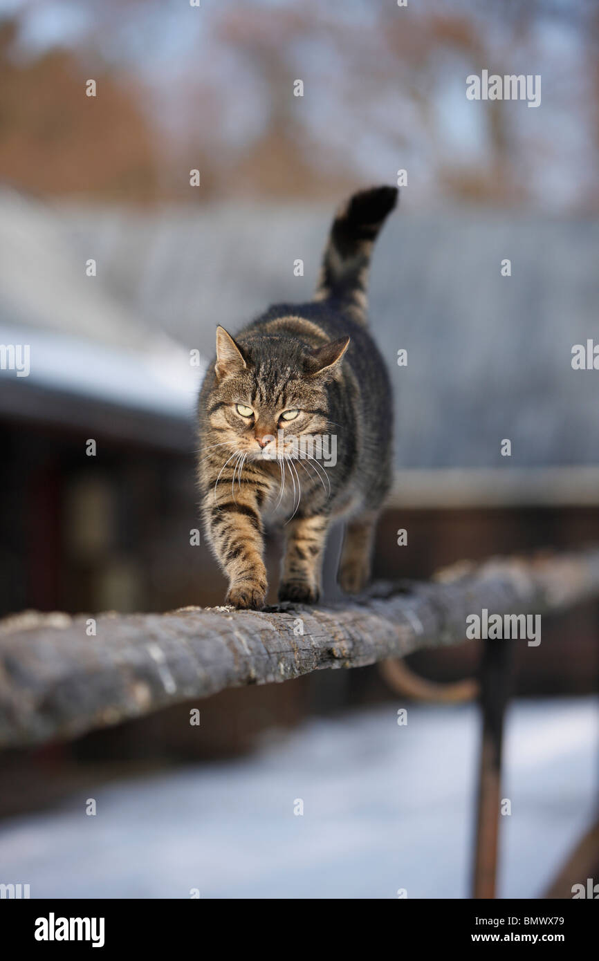 Il gatto domestico, il gatto di casa, European Shorthair (Felis silvestris f. catus), in equilibrio su un recinto, Germania Foto Stock