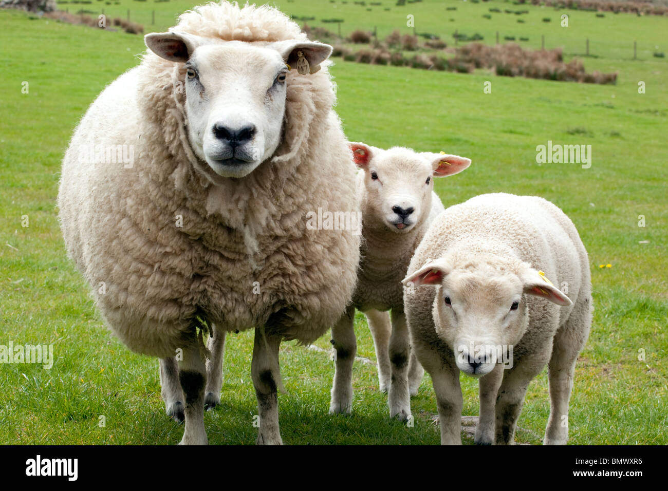 Agricoltura bestiame ovini con due molle di agnelli di Dumfries e Galloway Scotland Regno Unito Foto Stock