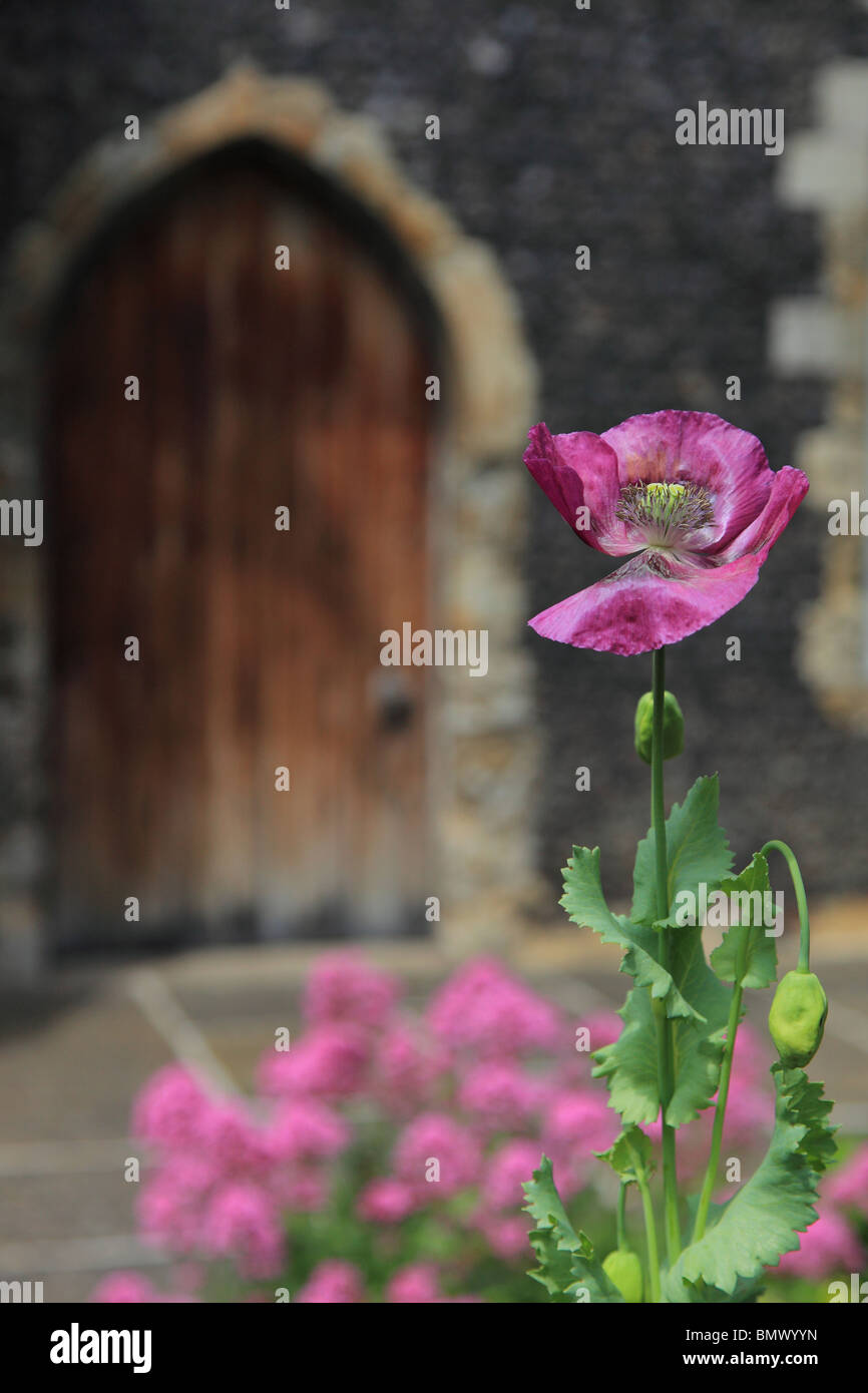 Semi di papavero, il Museo di Canterbury nella casa di Lambin costruire nel 1180, in seguito ospedale dei poveri sacerdoti fondata nel 1200 Canterbury Kent REGNO UNITO Foto Stock