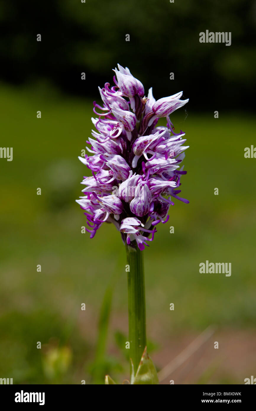 Orchide omiciattolo (Orchis simia) cresce su chalk downland Foto Stock