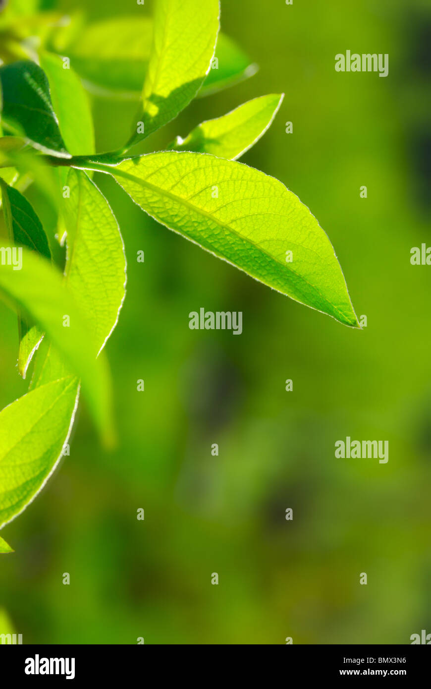 Primo piano immagine del ricco fogliame Foto Stock